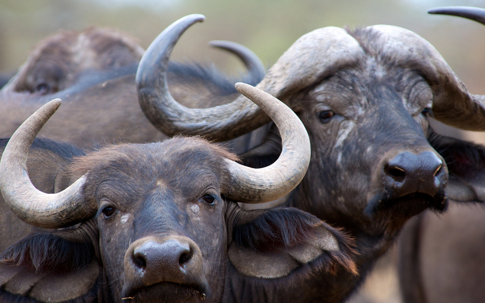 1920x1200 In African buffalo, on the contrary, the power of the herd in its mass.  Navigate back to your home screen and take a look at your new wallpaper.