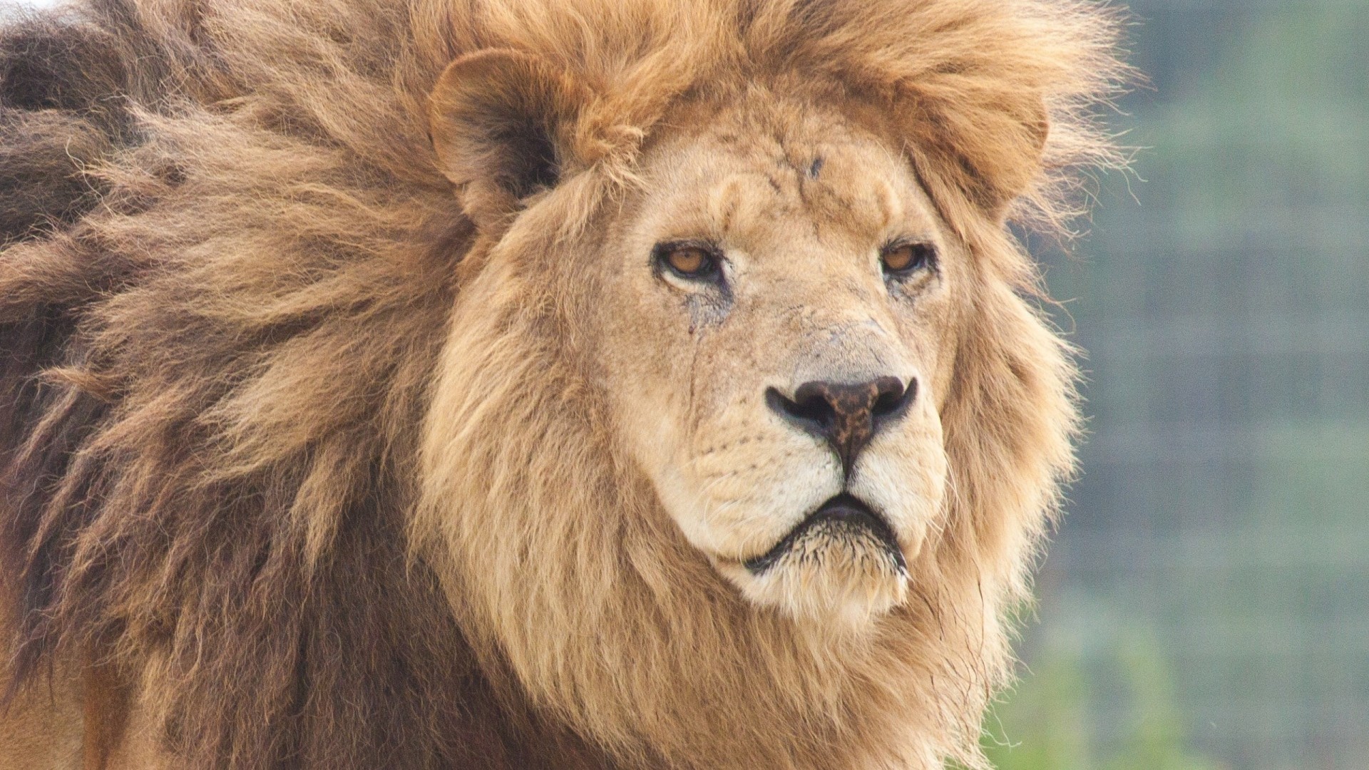 1920x1080 Preview wallpaper lion, face, predator 