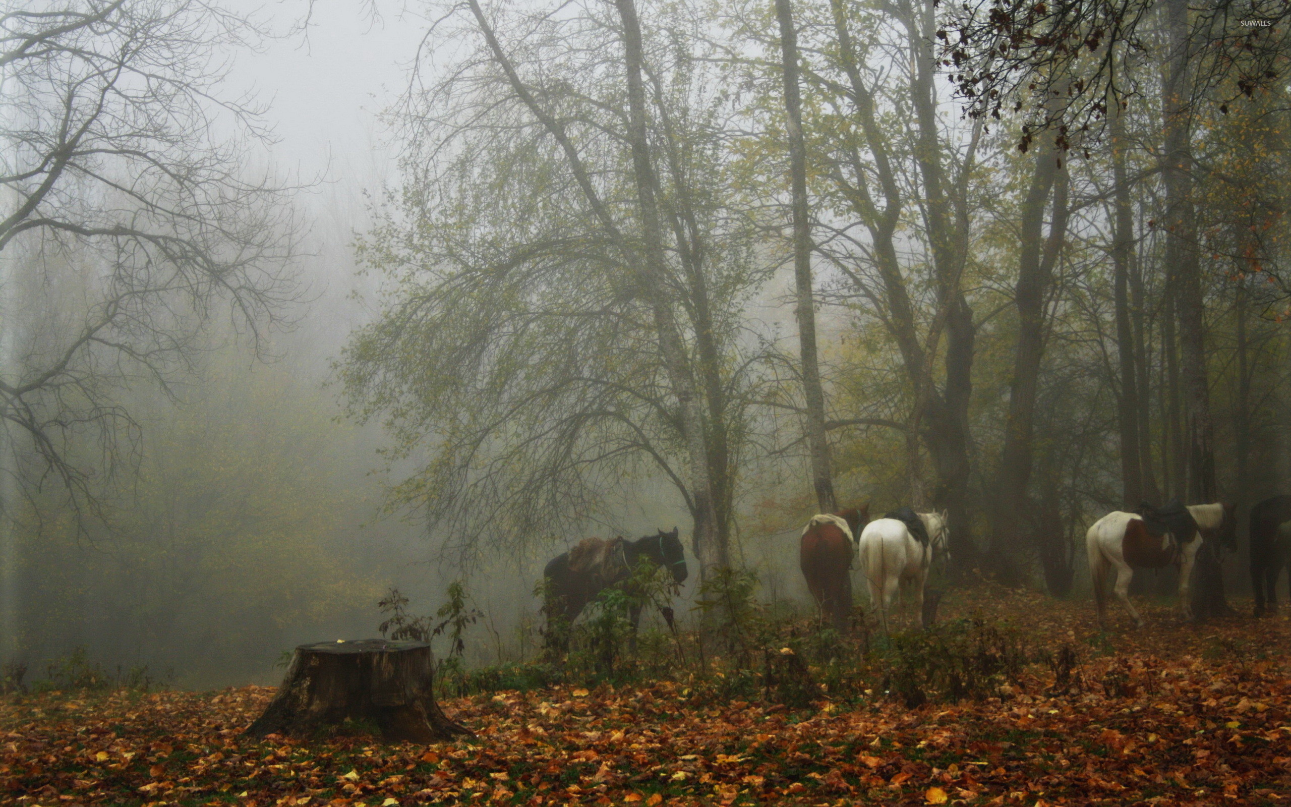 2560x1600 Horses in a foggy forest wallpaper