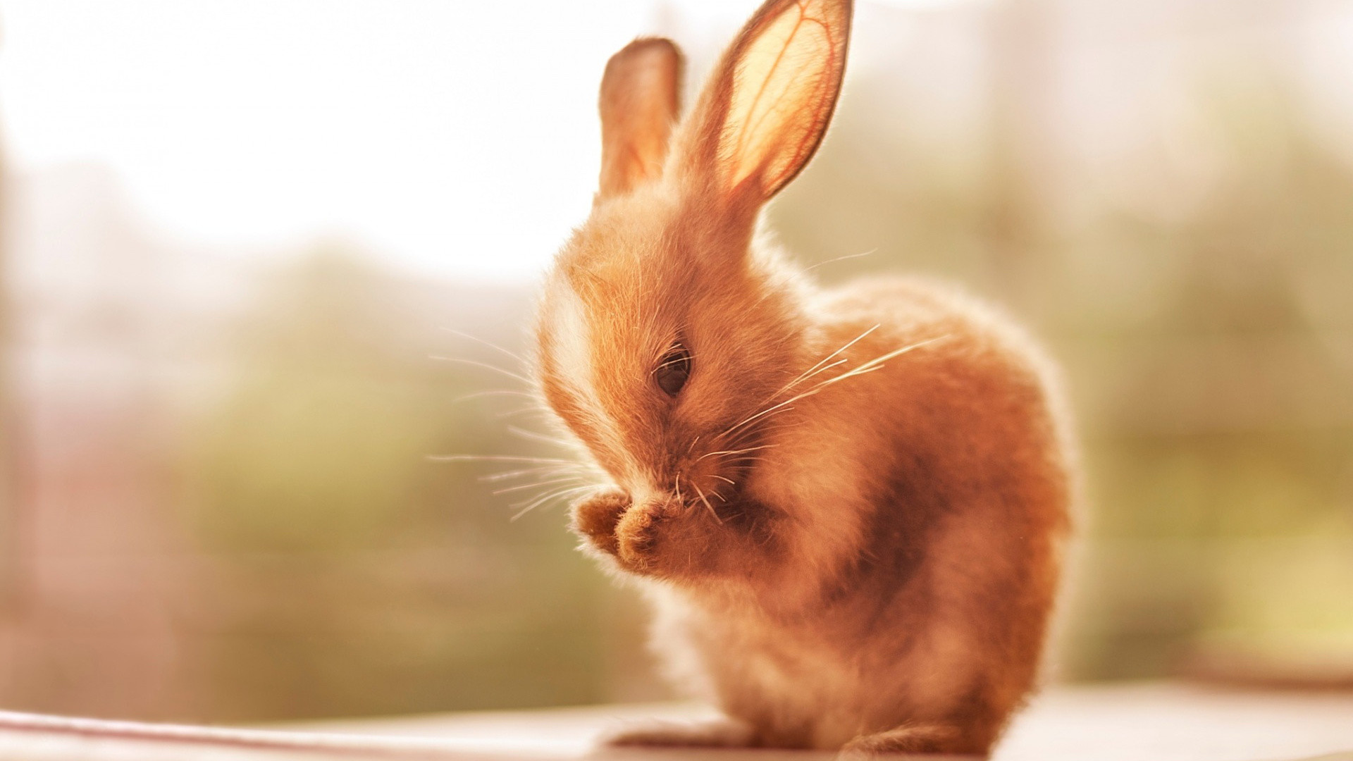 1920x1080  wallpaper Cute bunny rabbit animals