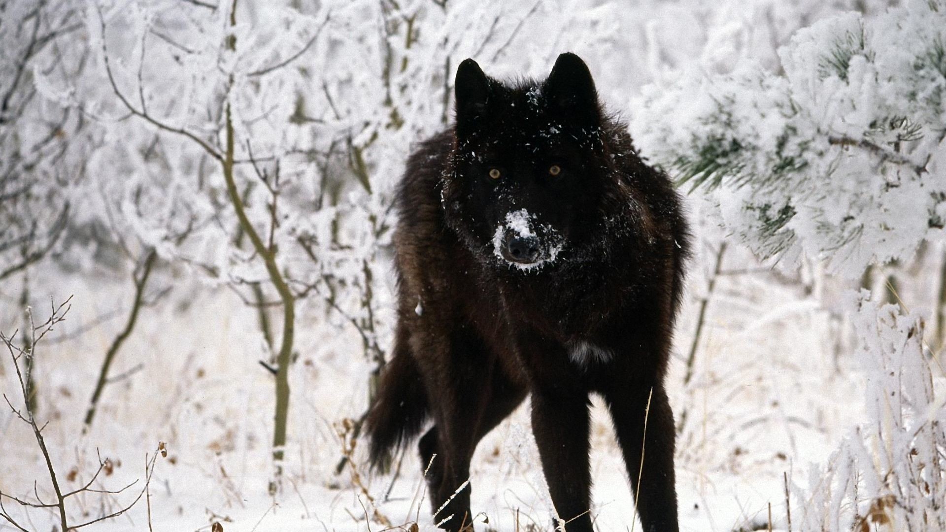 1920x1080  Mystic wolf wallpaper wolves animals wallpapers for free download