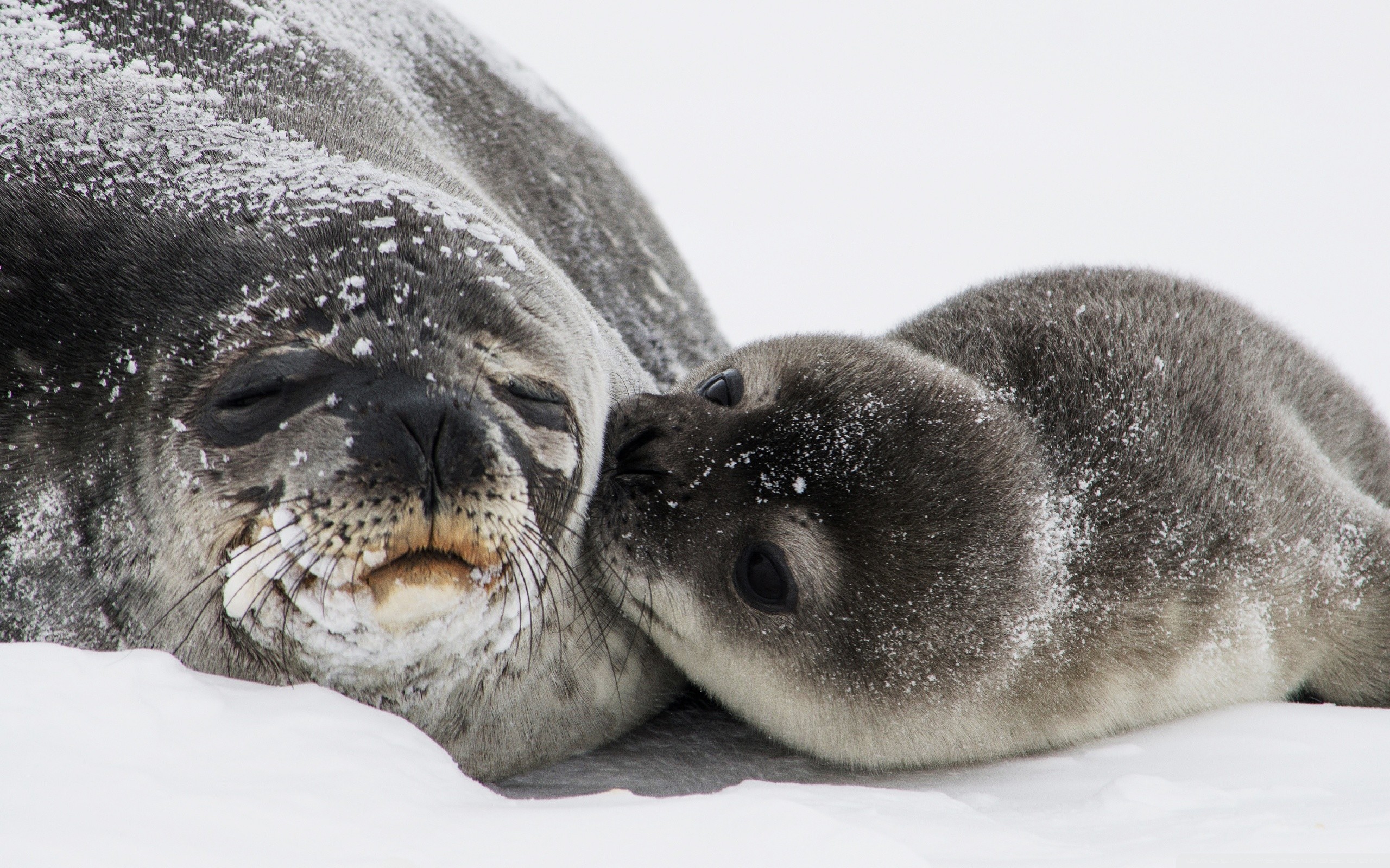 baby-seal-wallpaper-54-images