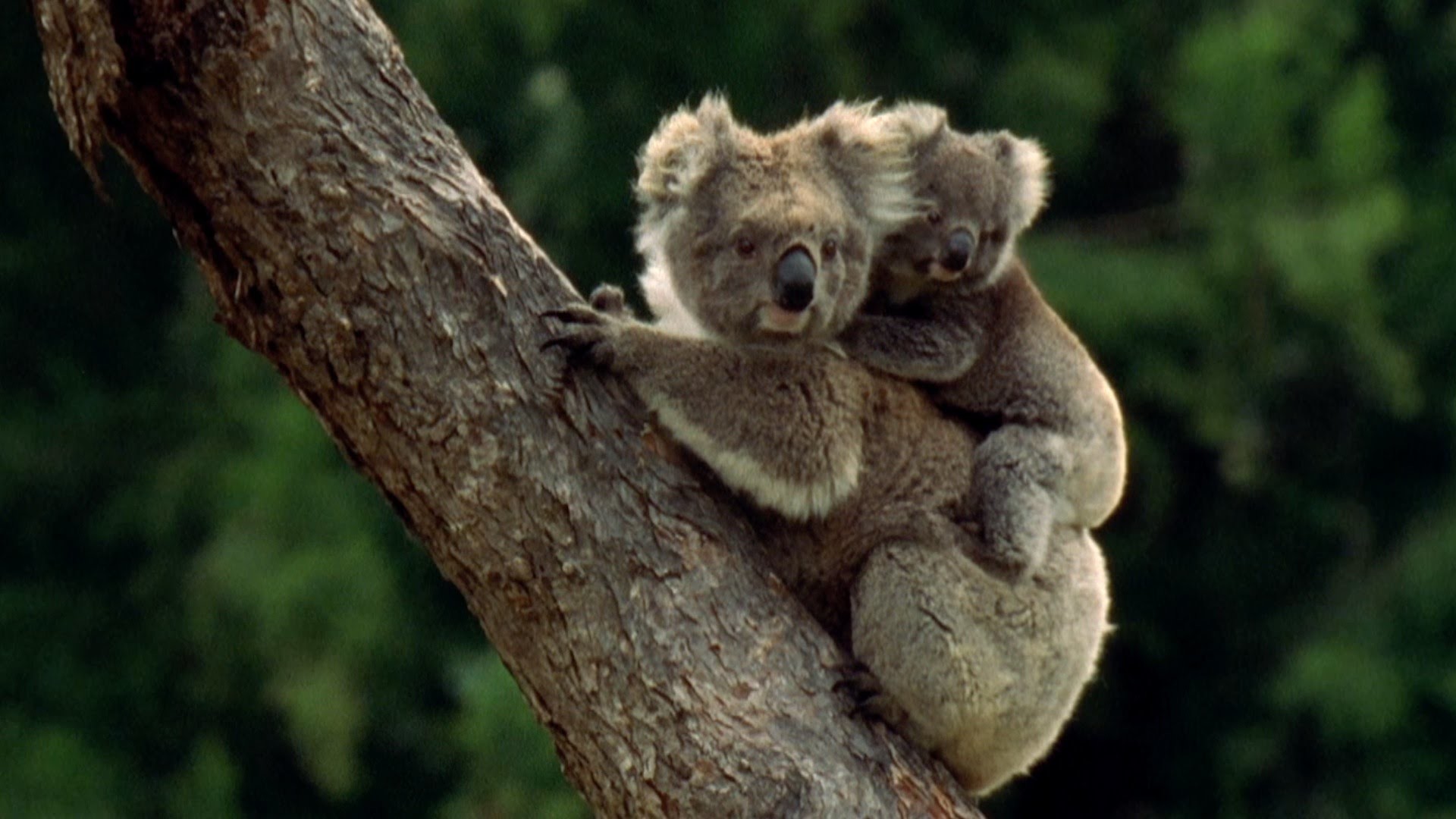 1920x1080 Baby Koala eats mother's poo - Animal Super Parents: Episode 1 Preview -  BBC One - YouTube