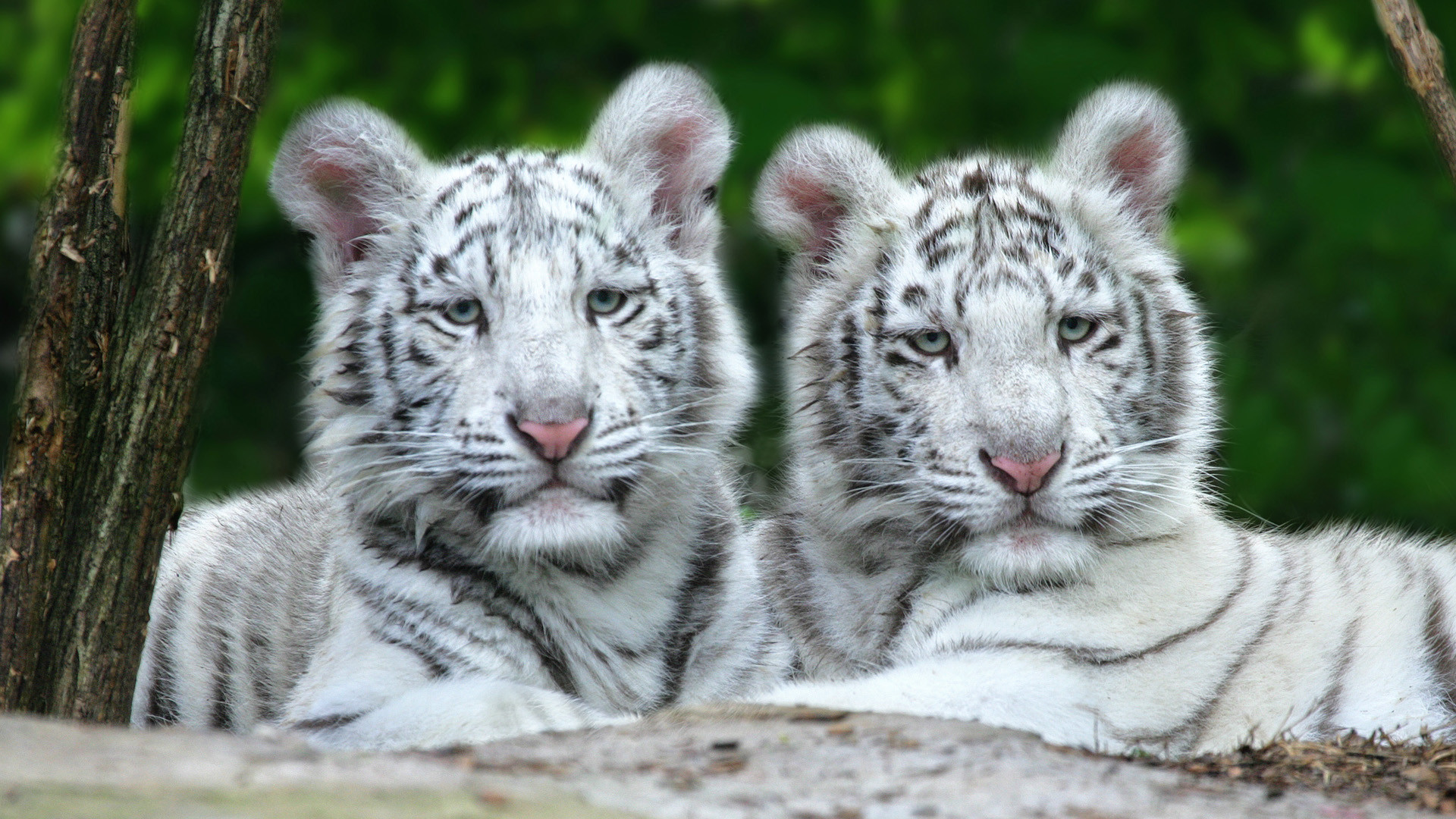 1920x1080 4 Month Old White Bengal Tiger (Not Albino)