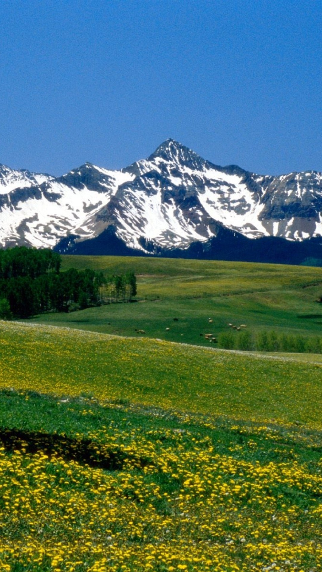 1080x1920  Wallpaper mountains, meadows, tree, flowers, grass, colorado