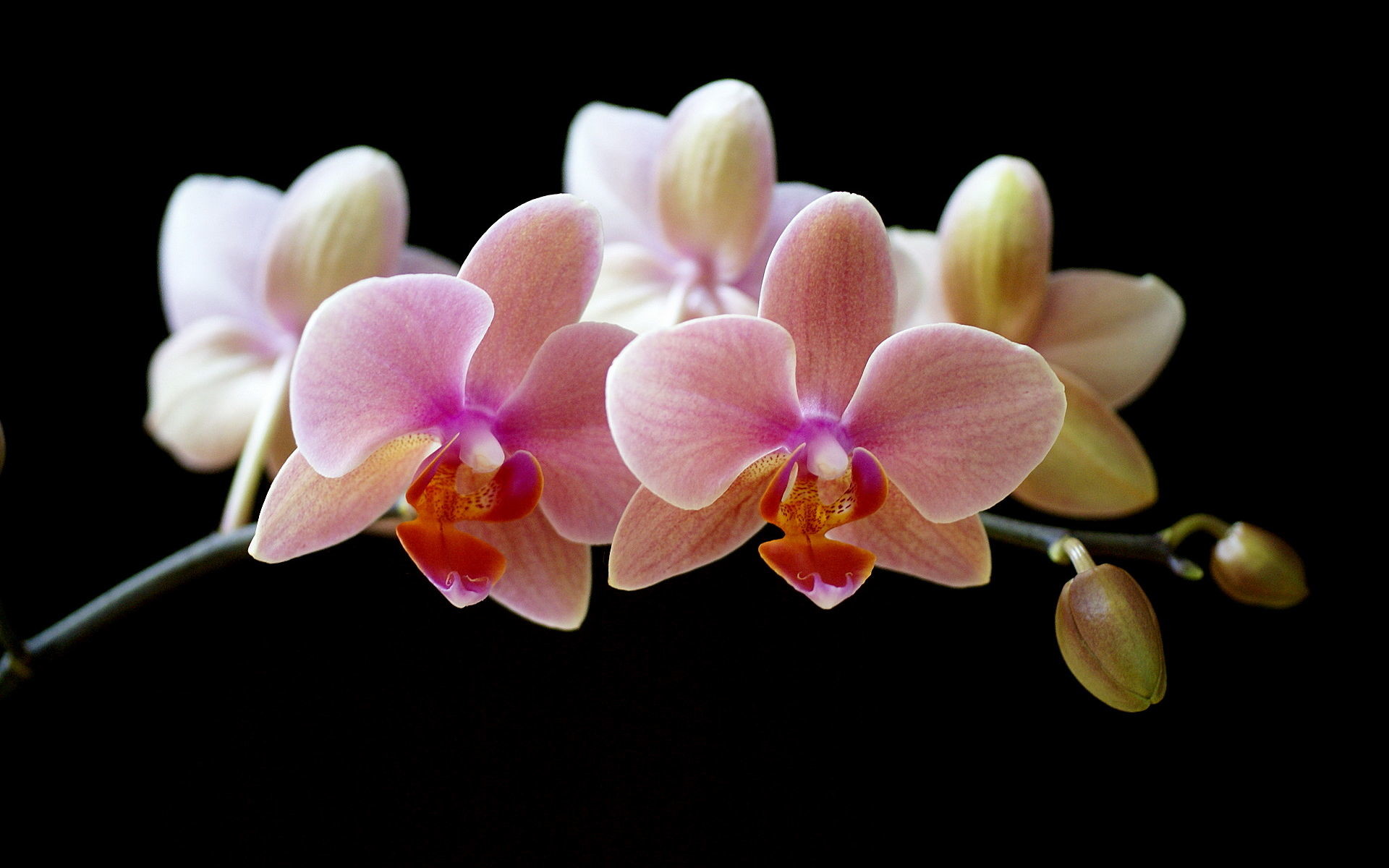 1920x1200 White Orchid Wallpapers - Wallpaper Cave ...
