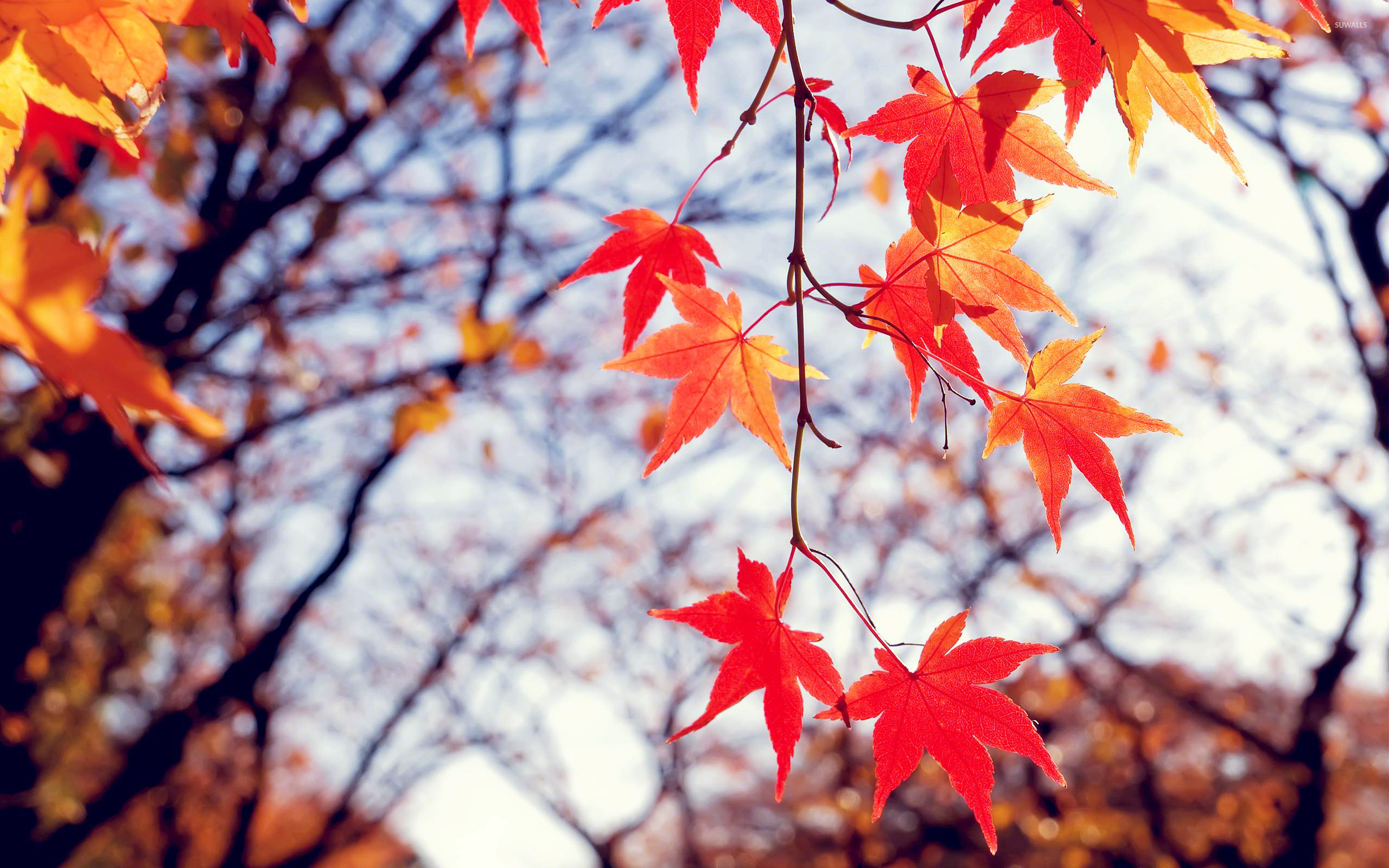 2560x1600 Red Fall Leaves Wallpaper Free