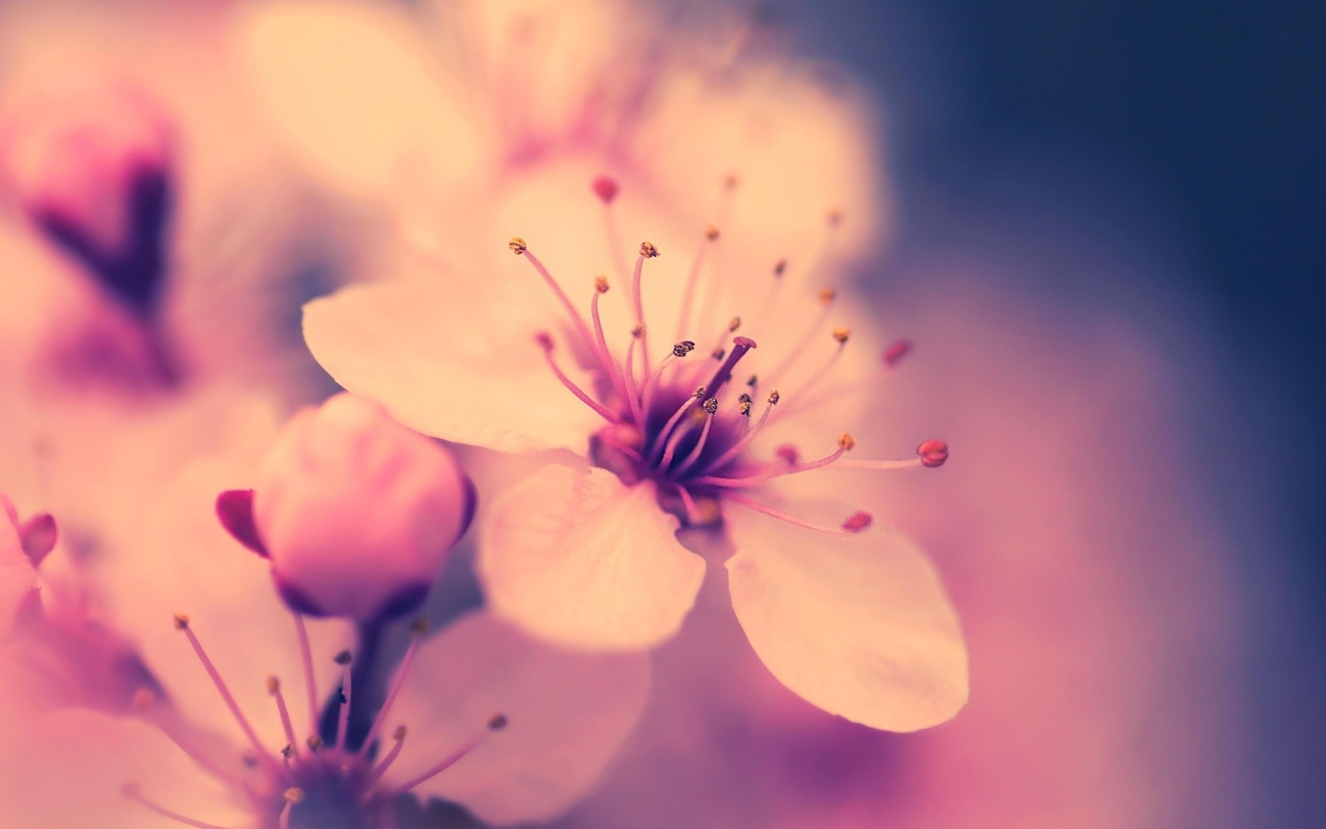 1920x1200 cherry blossom desktop backgrounds wallpaper download