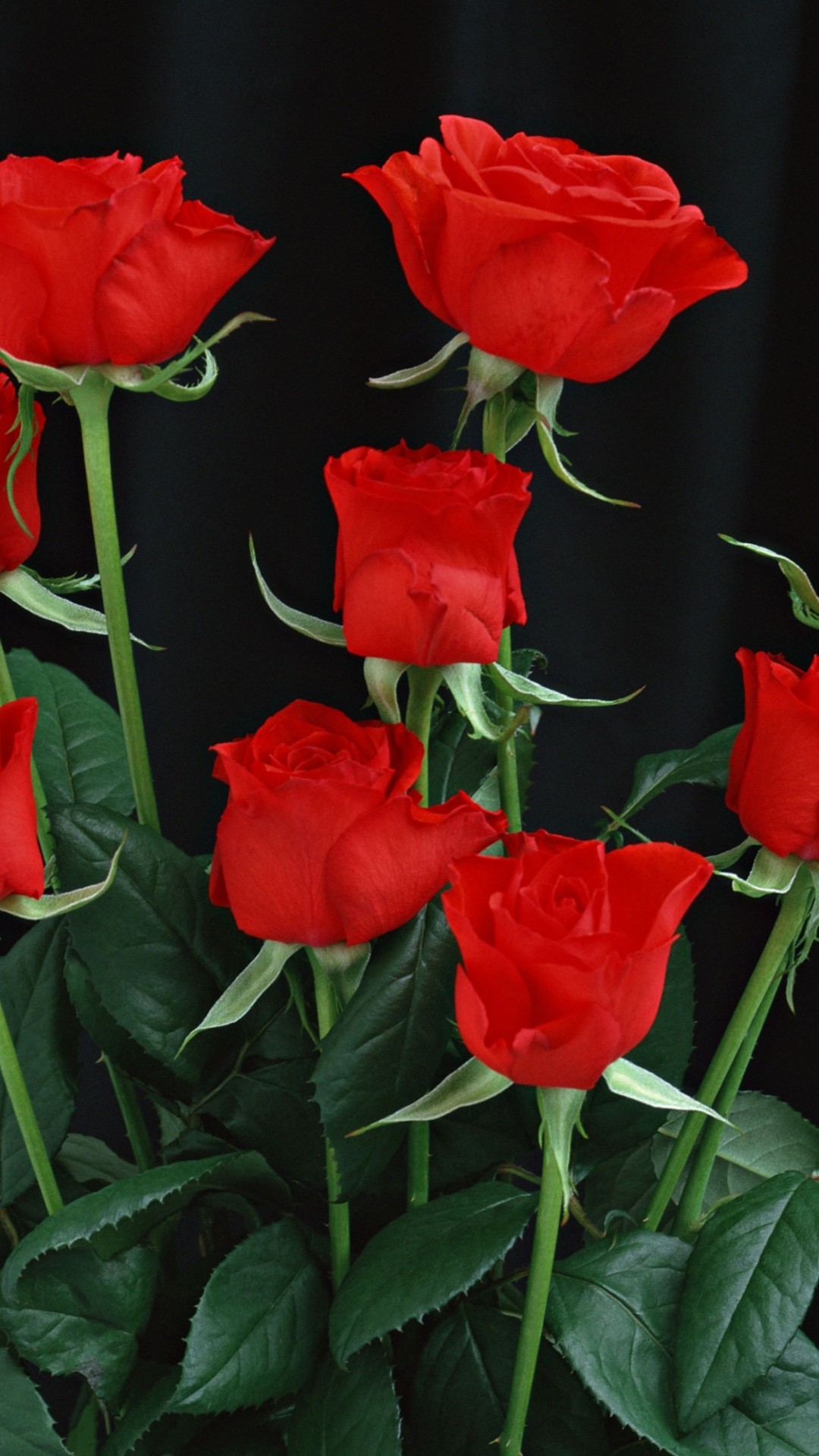 1080x1920  Wallpaper red roses, black background, flowers