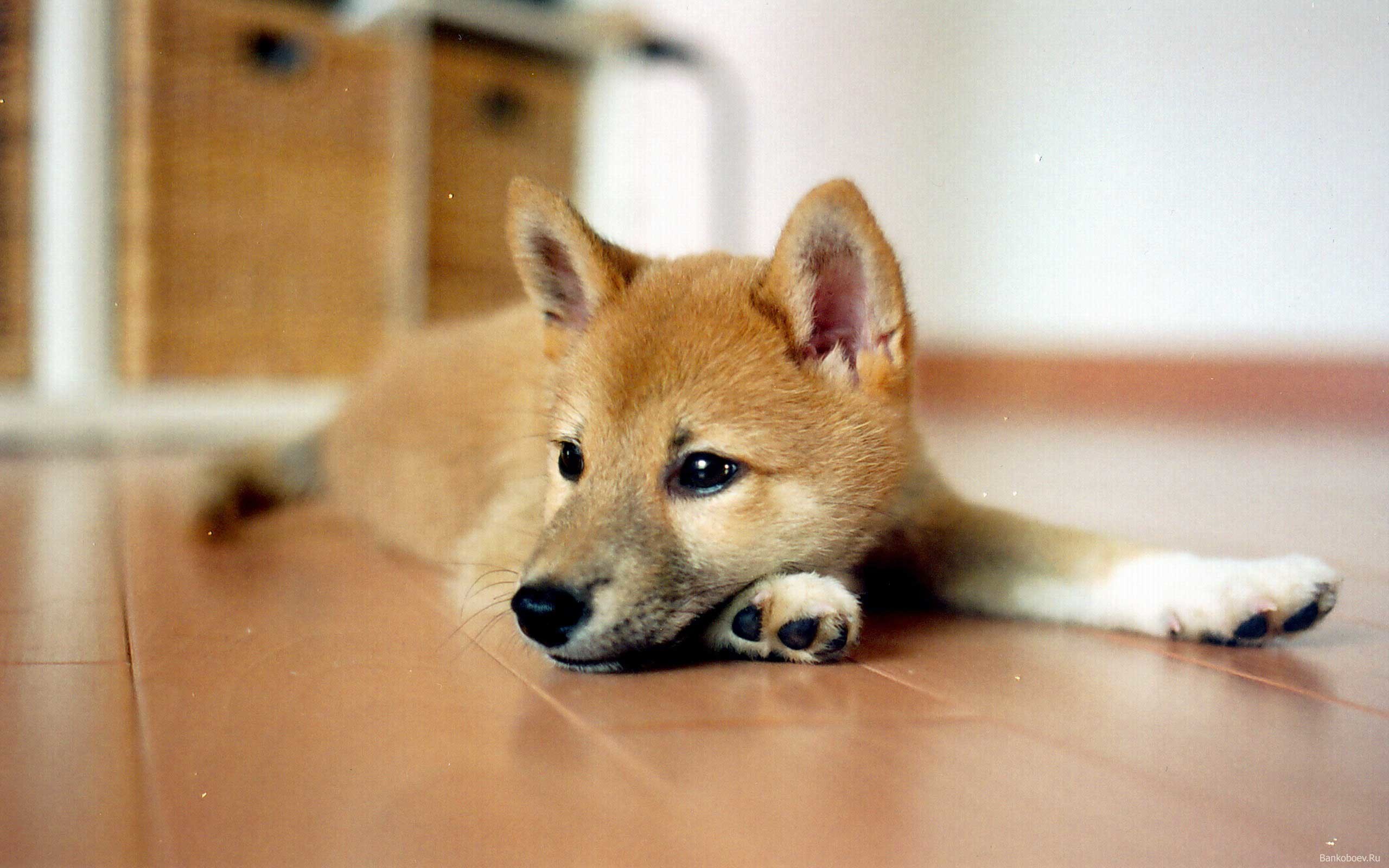 2560x1600 Pictures Of Shiba Inu