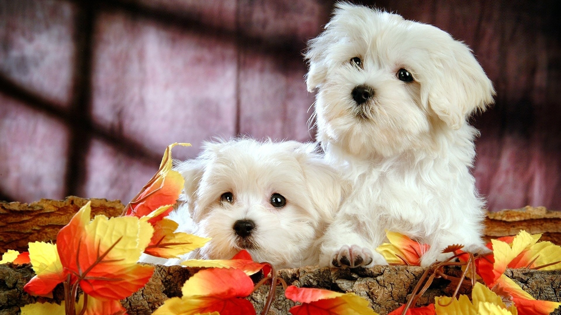 1920x1080 Cute Bichon Puppies HD Desktop Wallpaper | HD Desktop Wallpaper