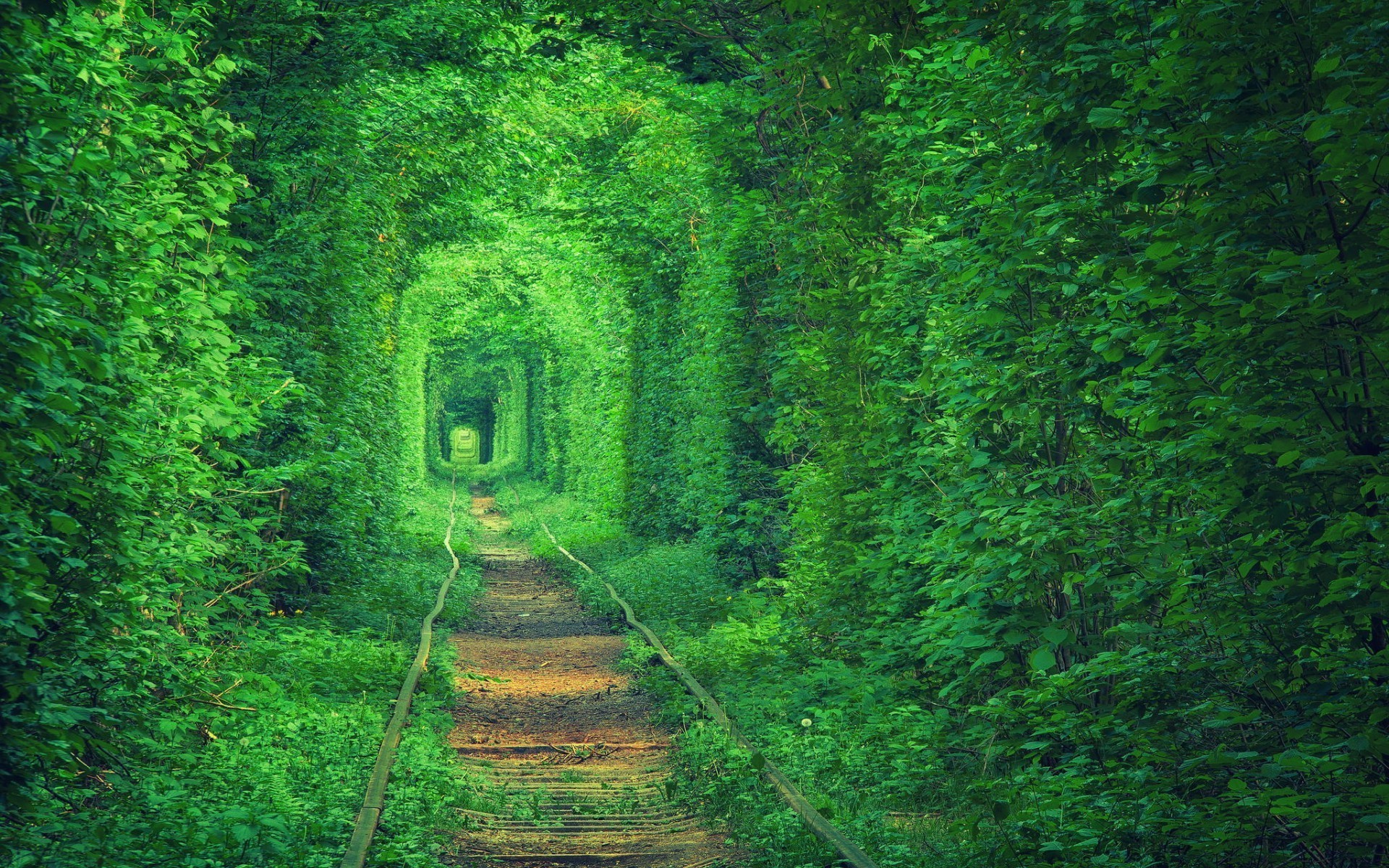 1920x1200 green, Tunnel, Path, Nature, Forest, Trees Wallpapers HD / Desktop and  Mobile Backgrounds