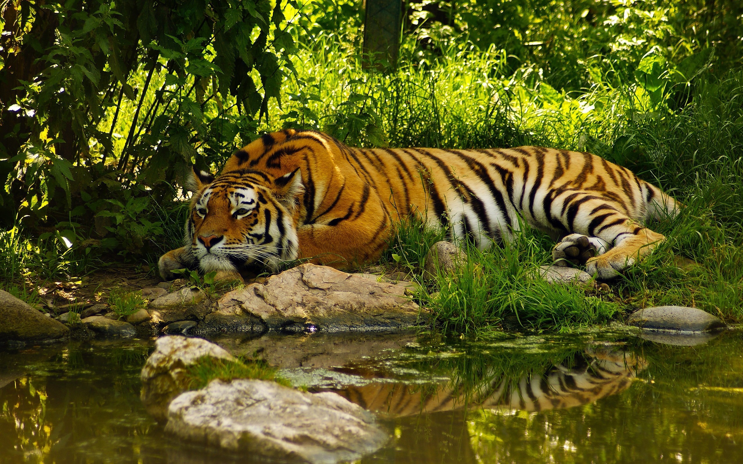 2560x1600 #pond, #jungle, #animals, #tiger, wallpaper
