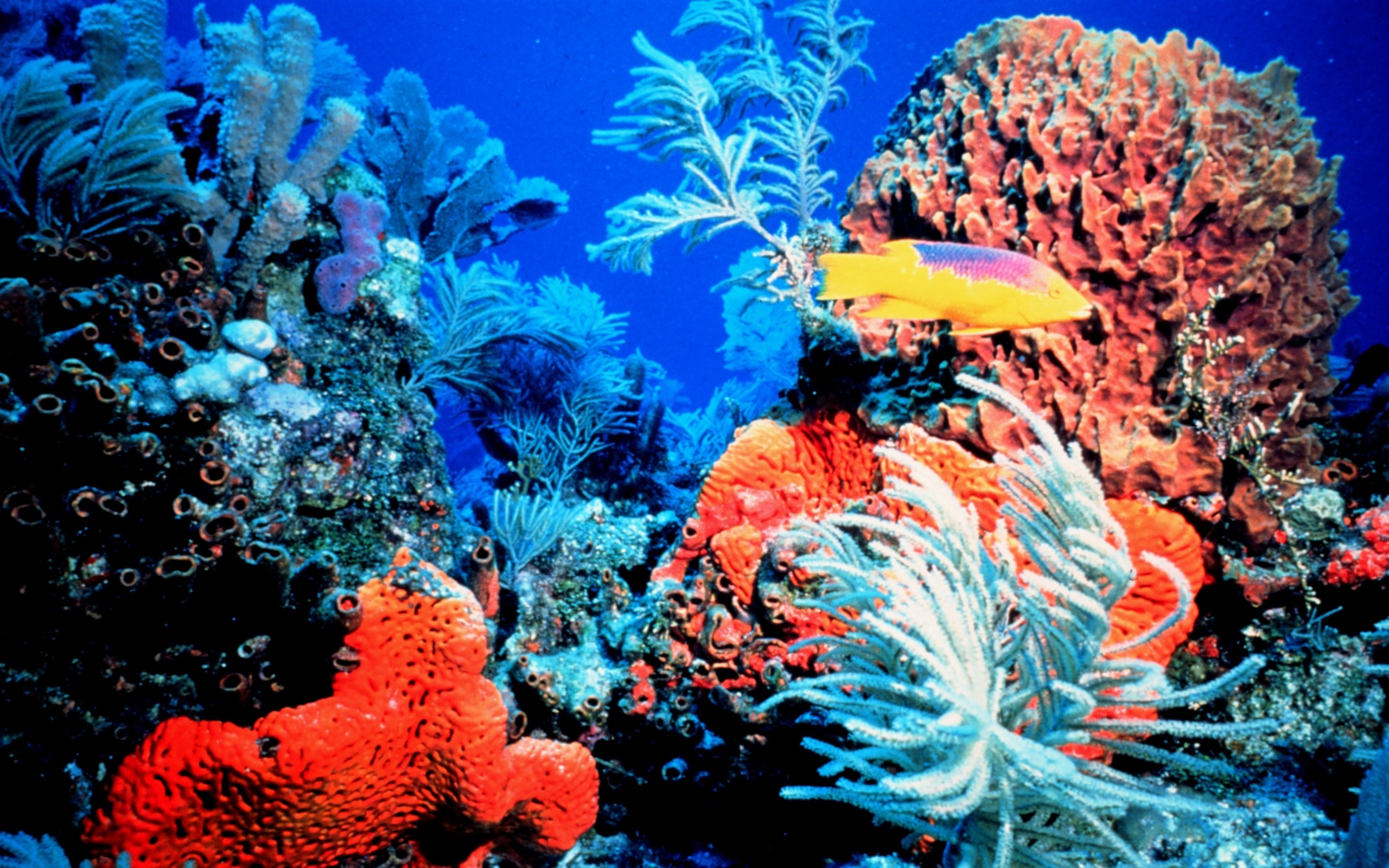 2560x1600 Colorful Coral Reef