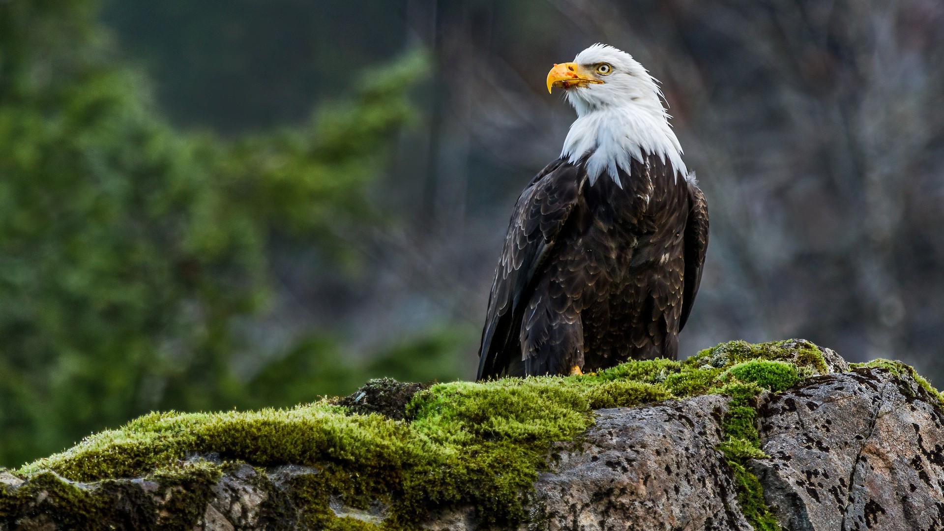 1920x1080 animals, Nature, Wildlife, Eagle, Birds, Moss, Bald Eagle Wallpapers HD /  Desktop and Mobile Backgrounds