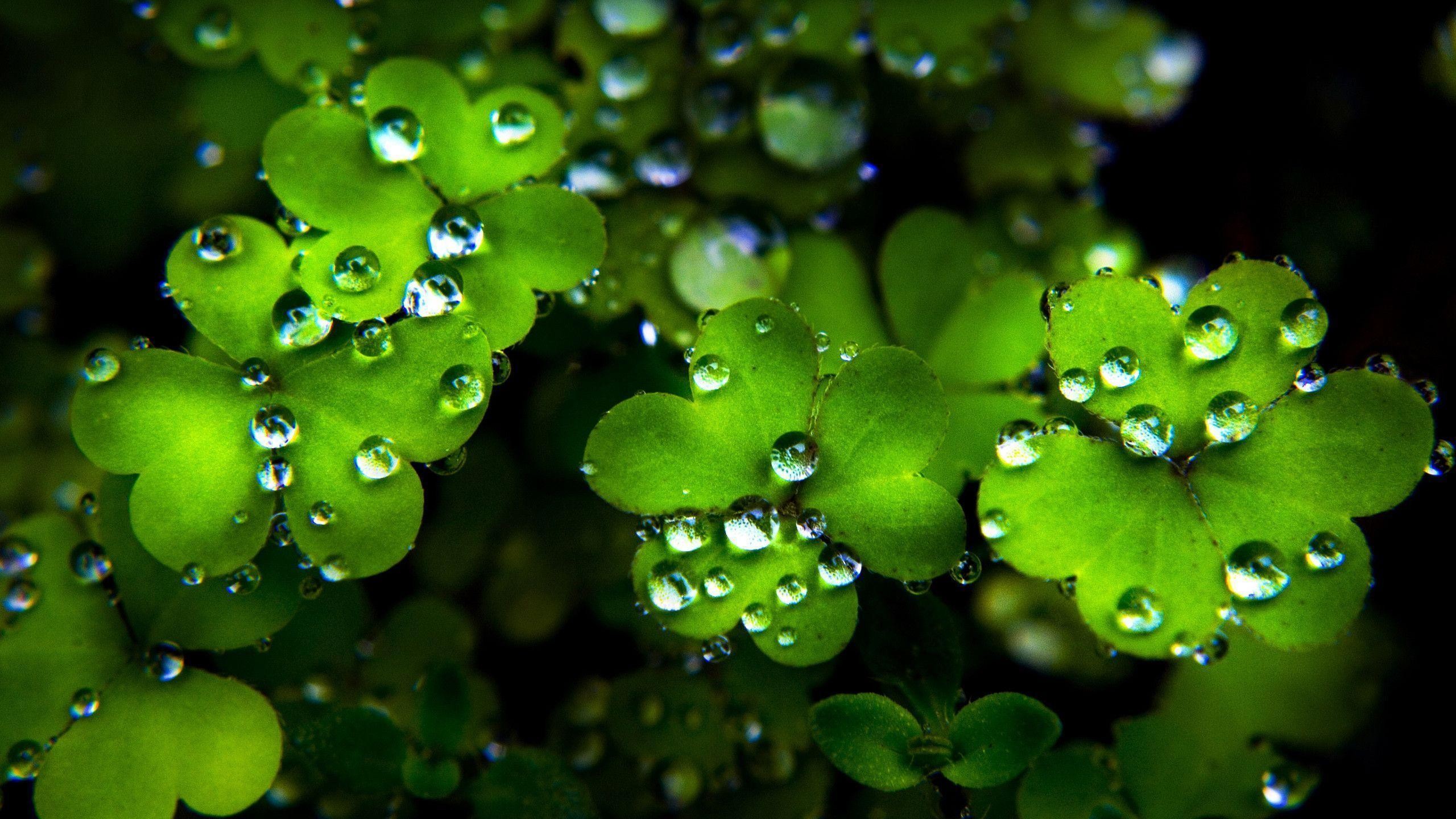 2560x1440 Clover Wallpaper for St. Patrick's Day