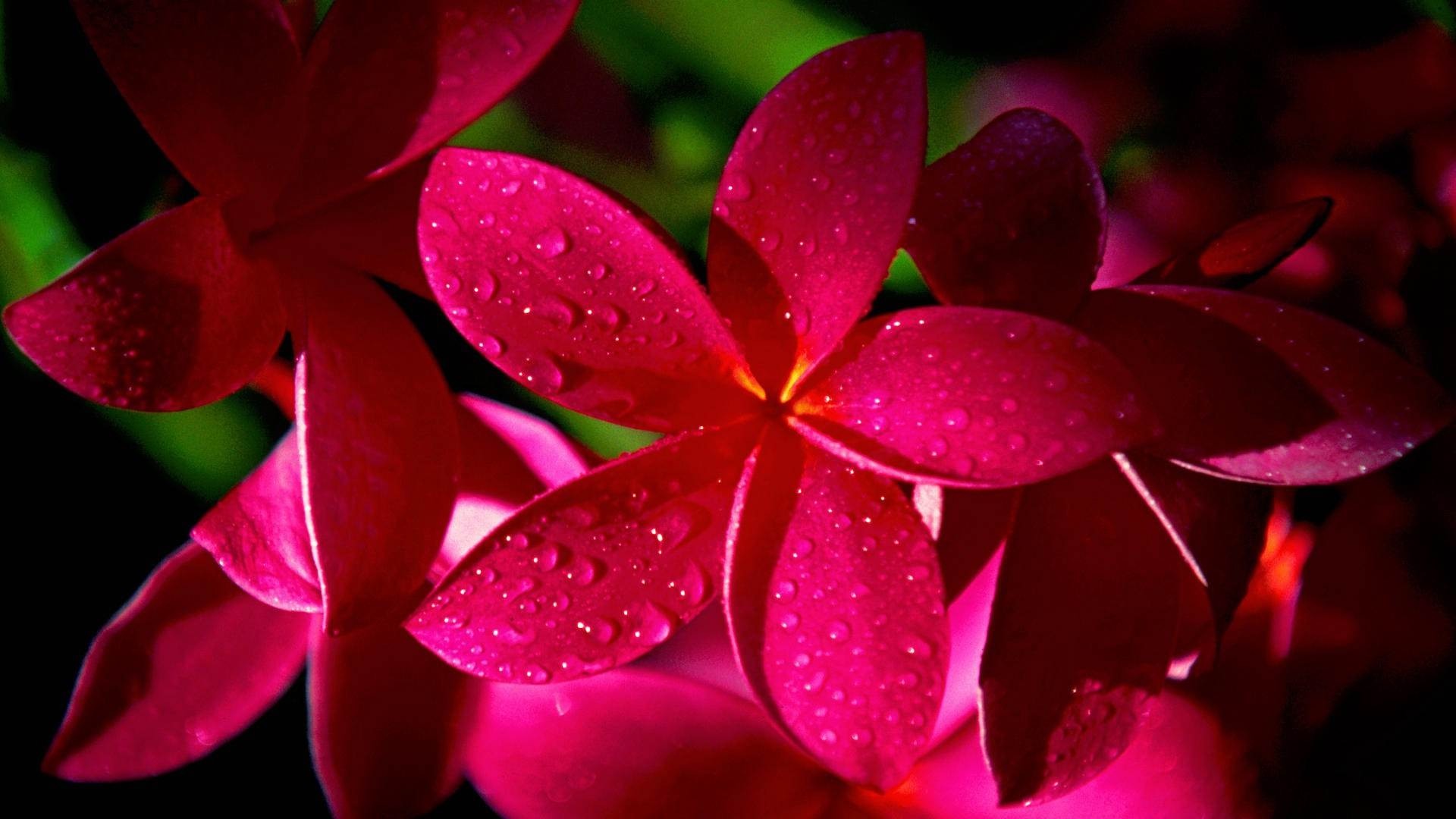 1920x1080 Wallpapers Backgrounds - Red Beautiful Flower Wallpaper Amazon Walls