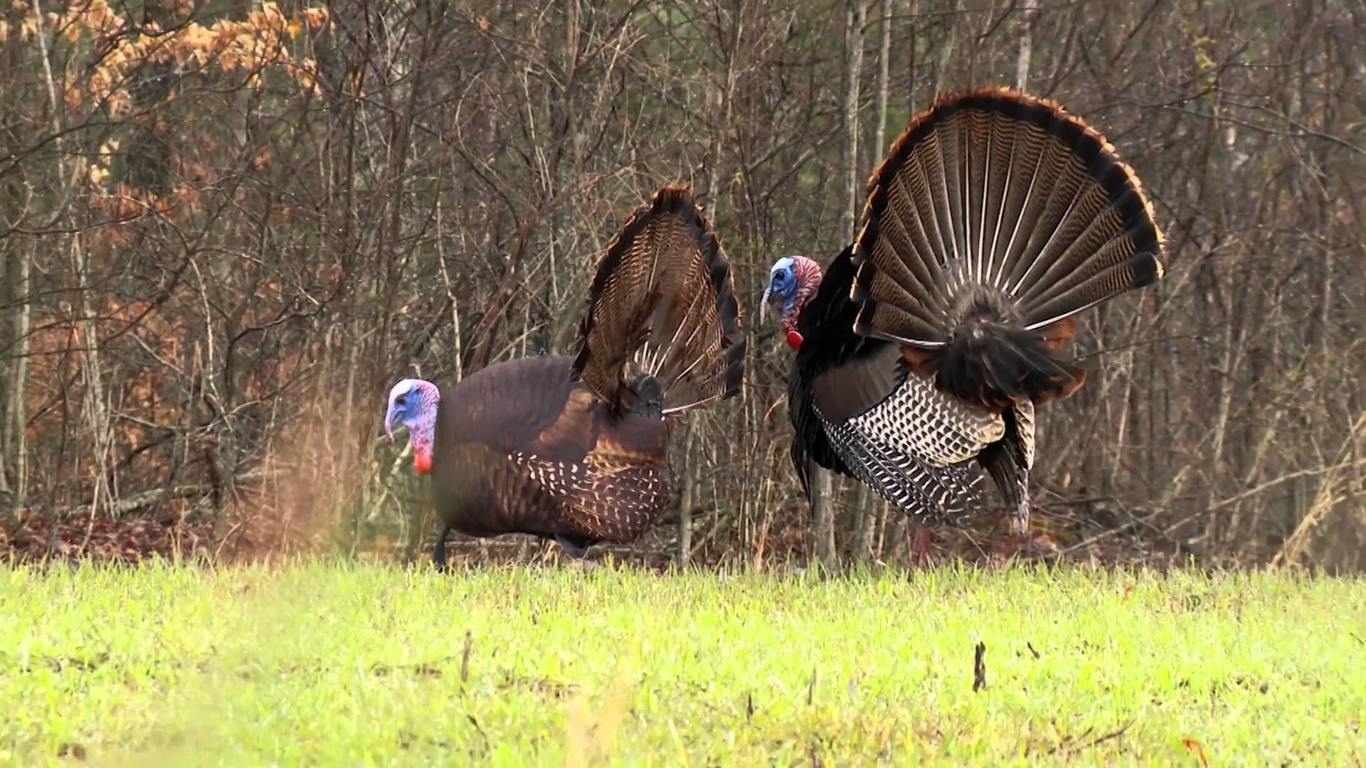 1920x1080 The Hit List: Spring | The Par 5 | Turkey Hunting Show [HD] Presented By  Knight & Hale - YouTube