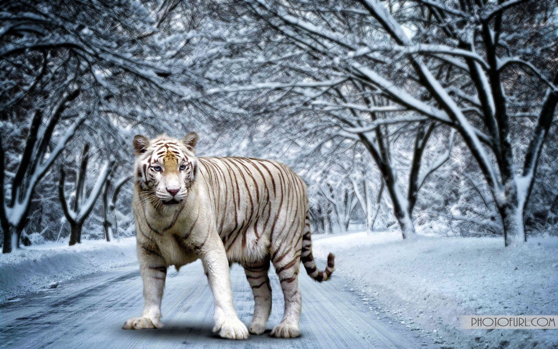 1920x1200 White Bengal Tiger Wallpapers and Background