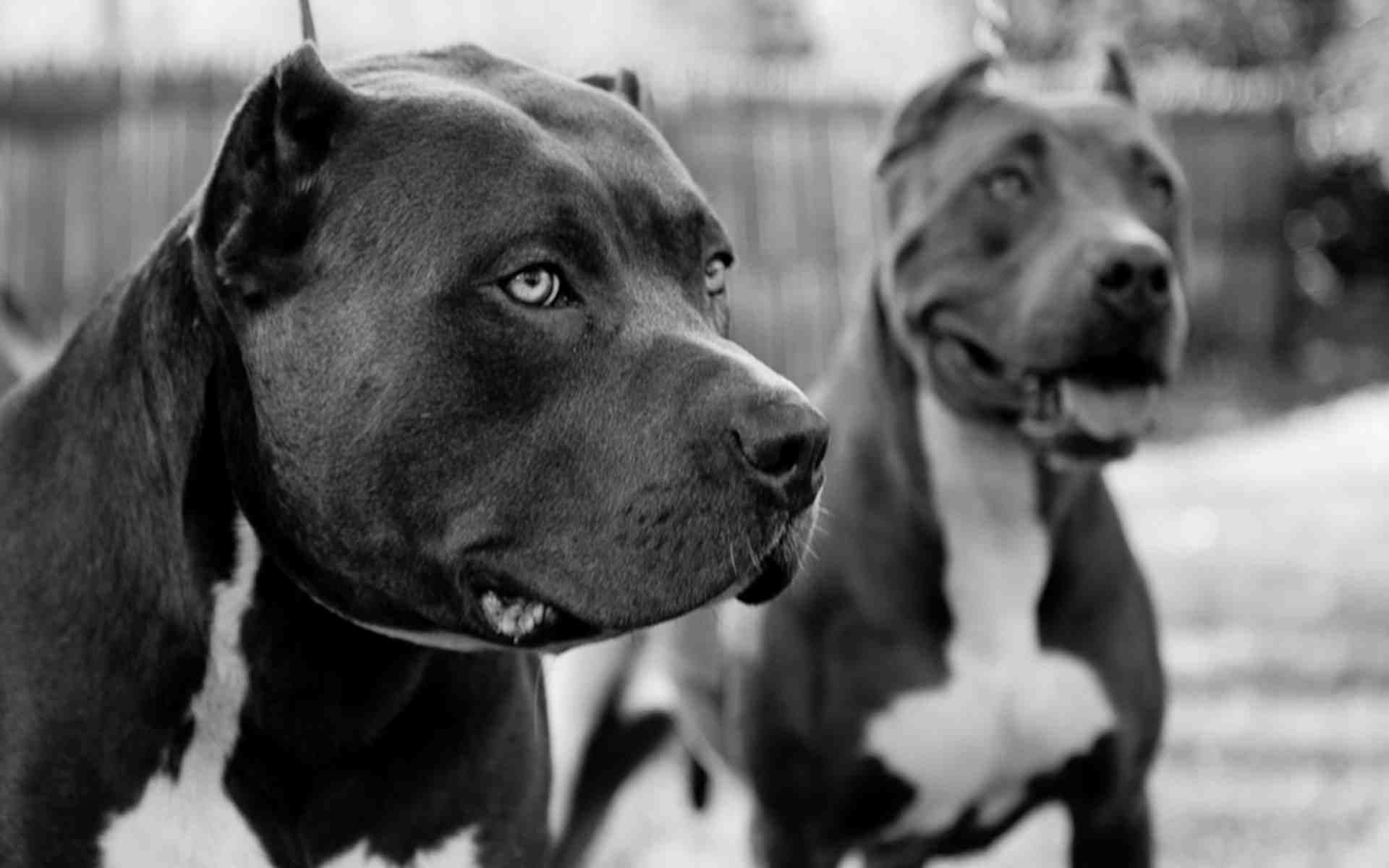 1920x1200 Pitbull Wallpapers Two Pitbulls in Black and White