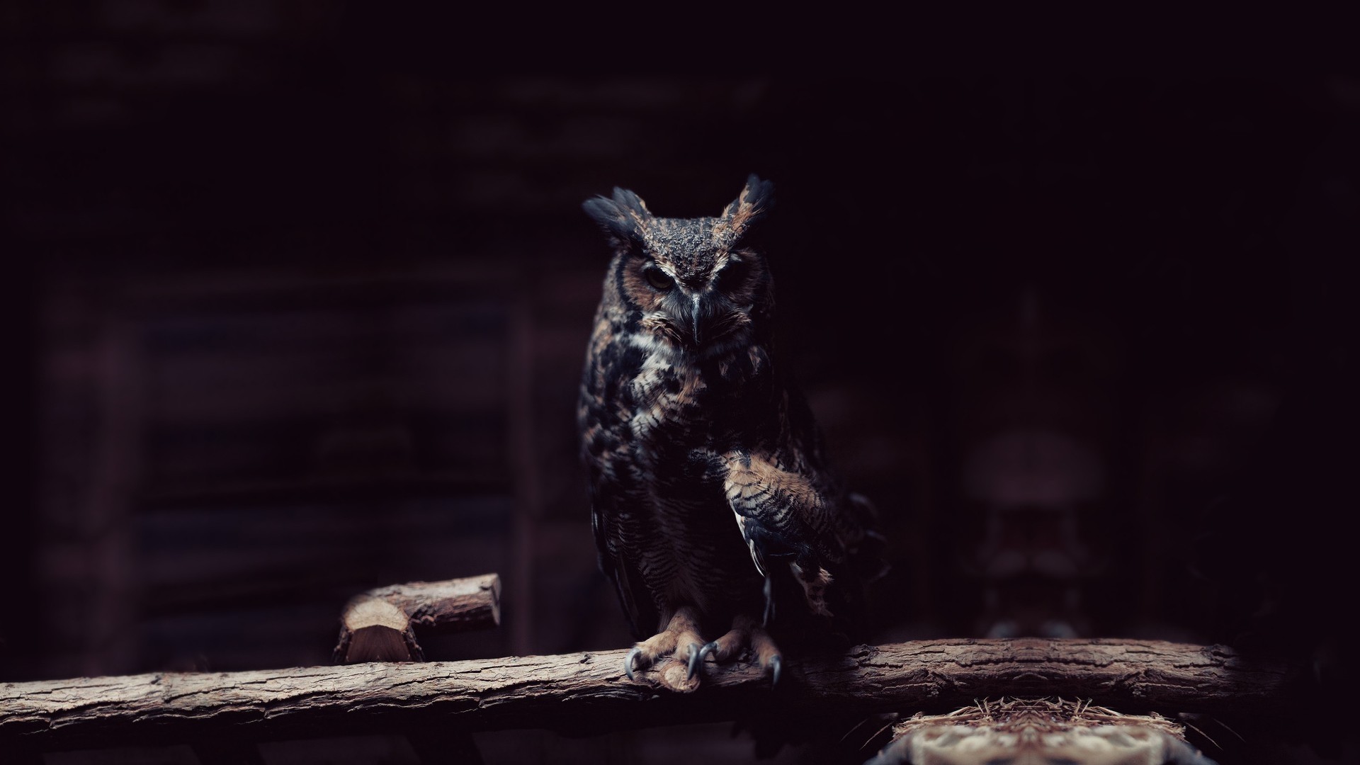 1920x1080  Wallpaper owl, branch, sit, shadows, dark