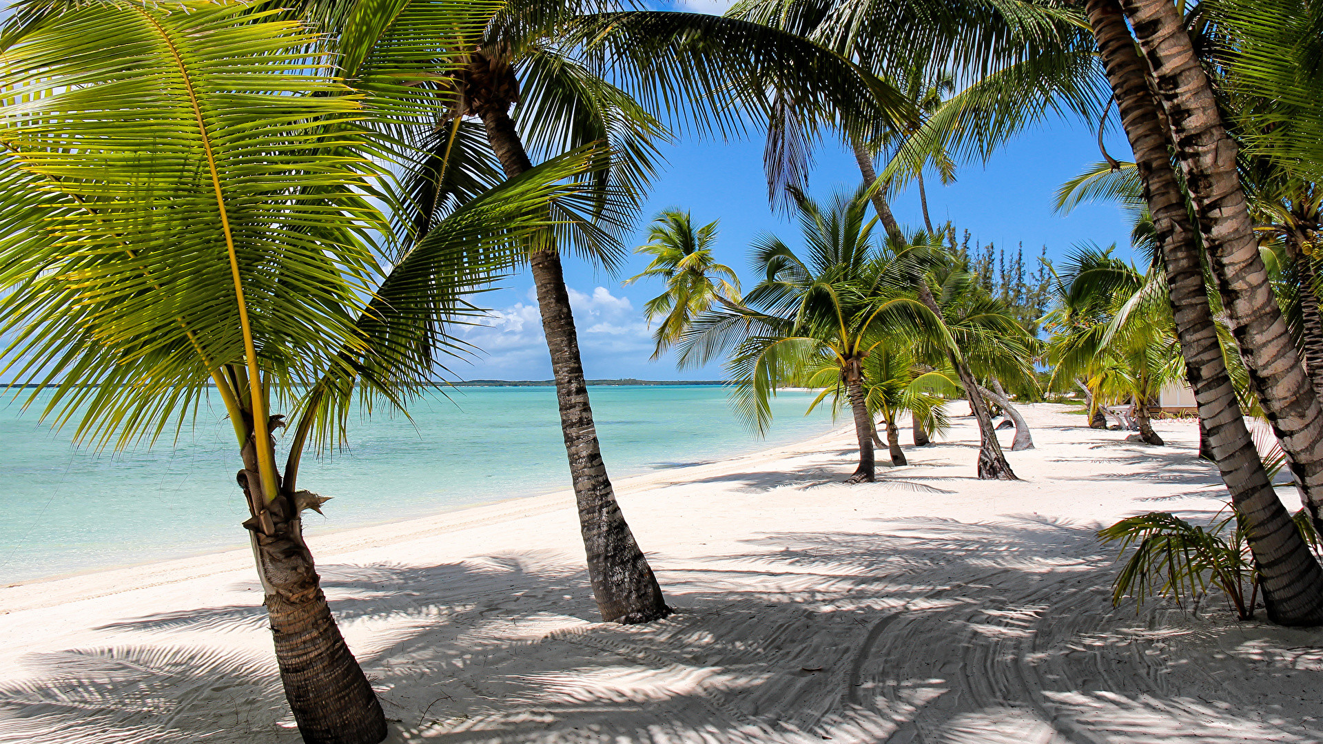 1920x1080 Wallpapers Bahamas Beach Nature Sand Palms Tropics Coast  palm  trees