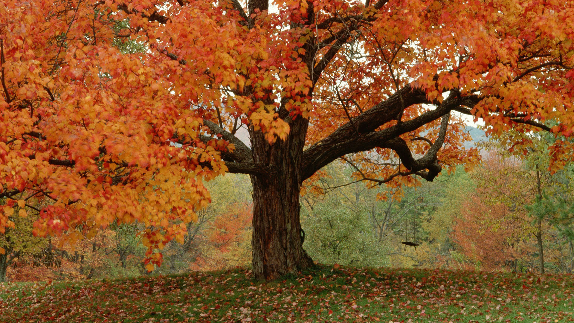 1920x1080 Detail of Tree With Fall Foliage and Swing Wallpaper HD
