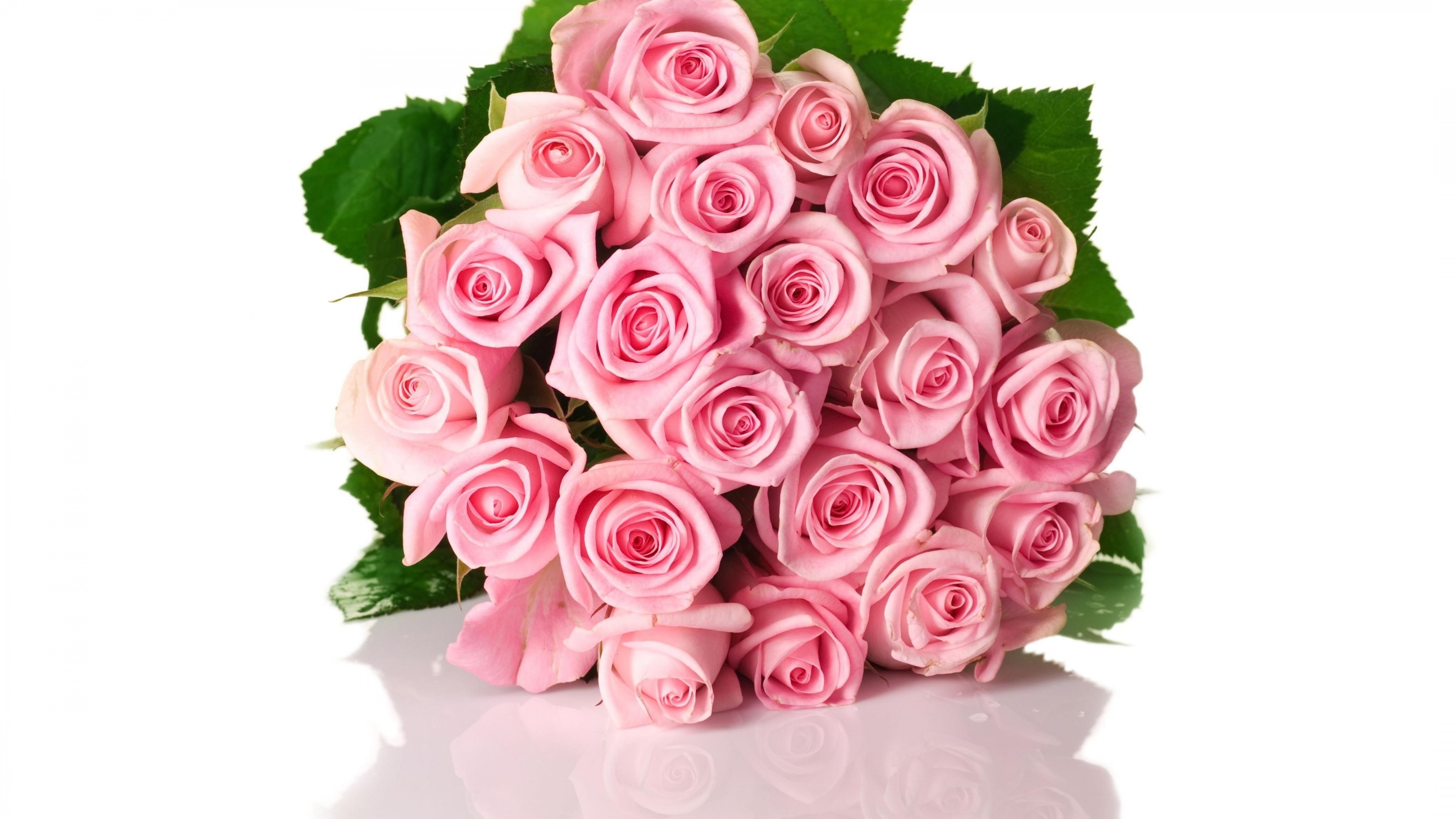 3840x2160  Wallpaper roses, flowers, pink, flower, green, white background,  shadow