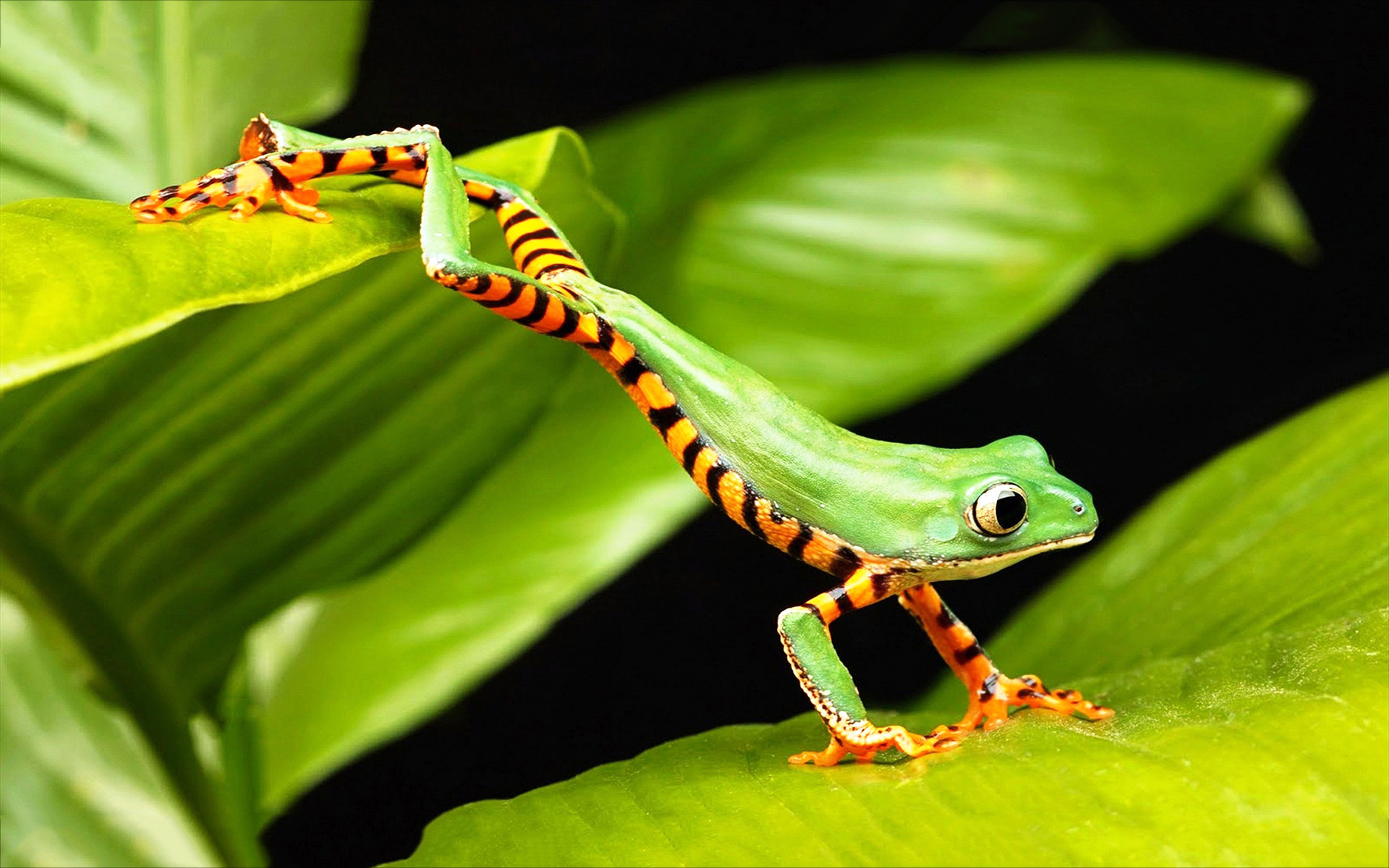 1920x1200 green tree frog leaping Wallpaper | TREE FROG JUMP