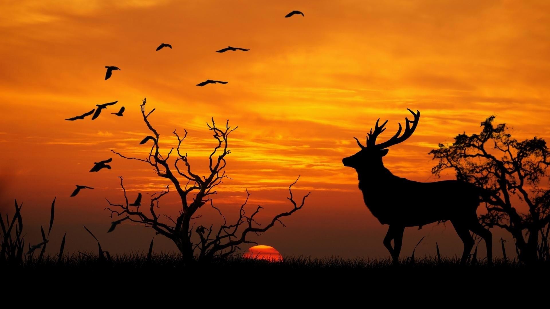 1920x1080 Deer-home-birds-deer-animal-sun-sunset-sky-