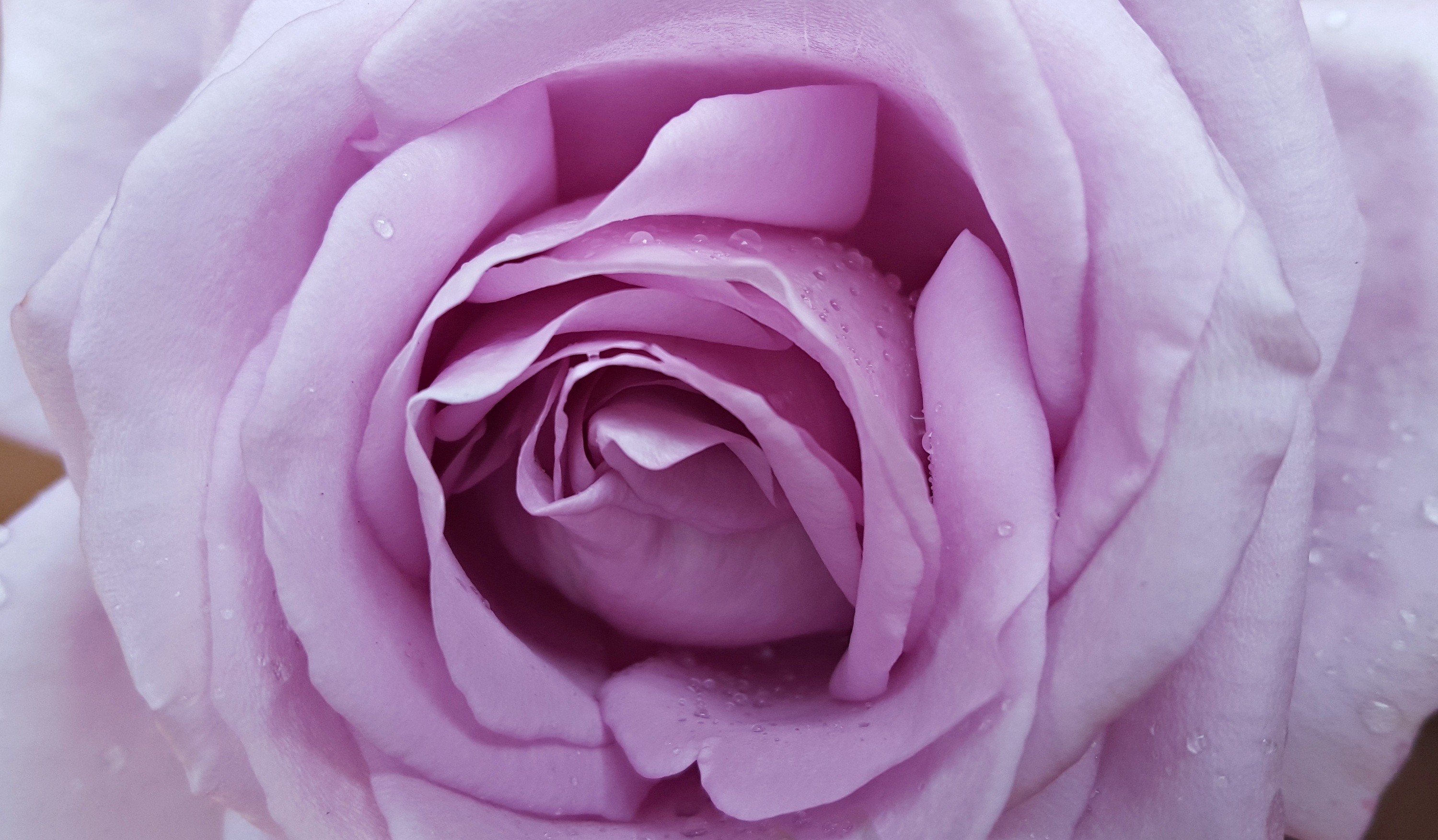 3000x1753 ... pink, close up, petals, flower background, floribunda, macro  photography, flowering plant, garden roses, rose family, roses background,  plant stem, ...