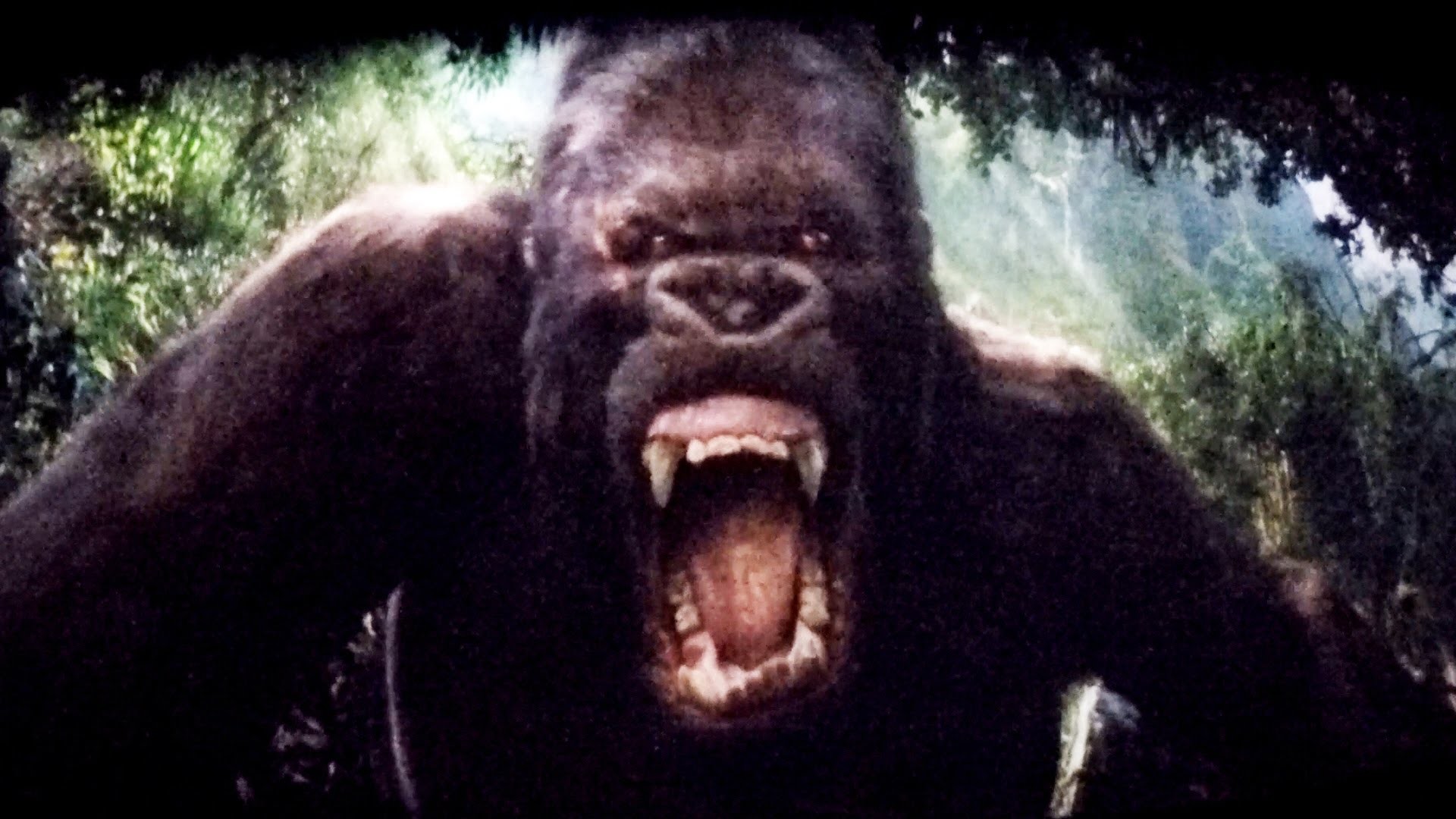 1920x1080 King Kong on Skull Island Universal Studios Hollywood Tram Tour, Full  Experience POV 1080p HD - YouTube