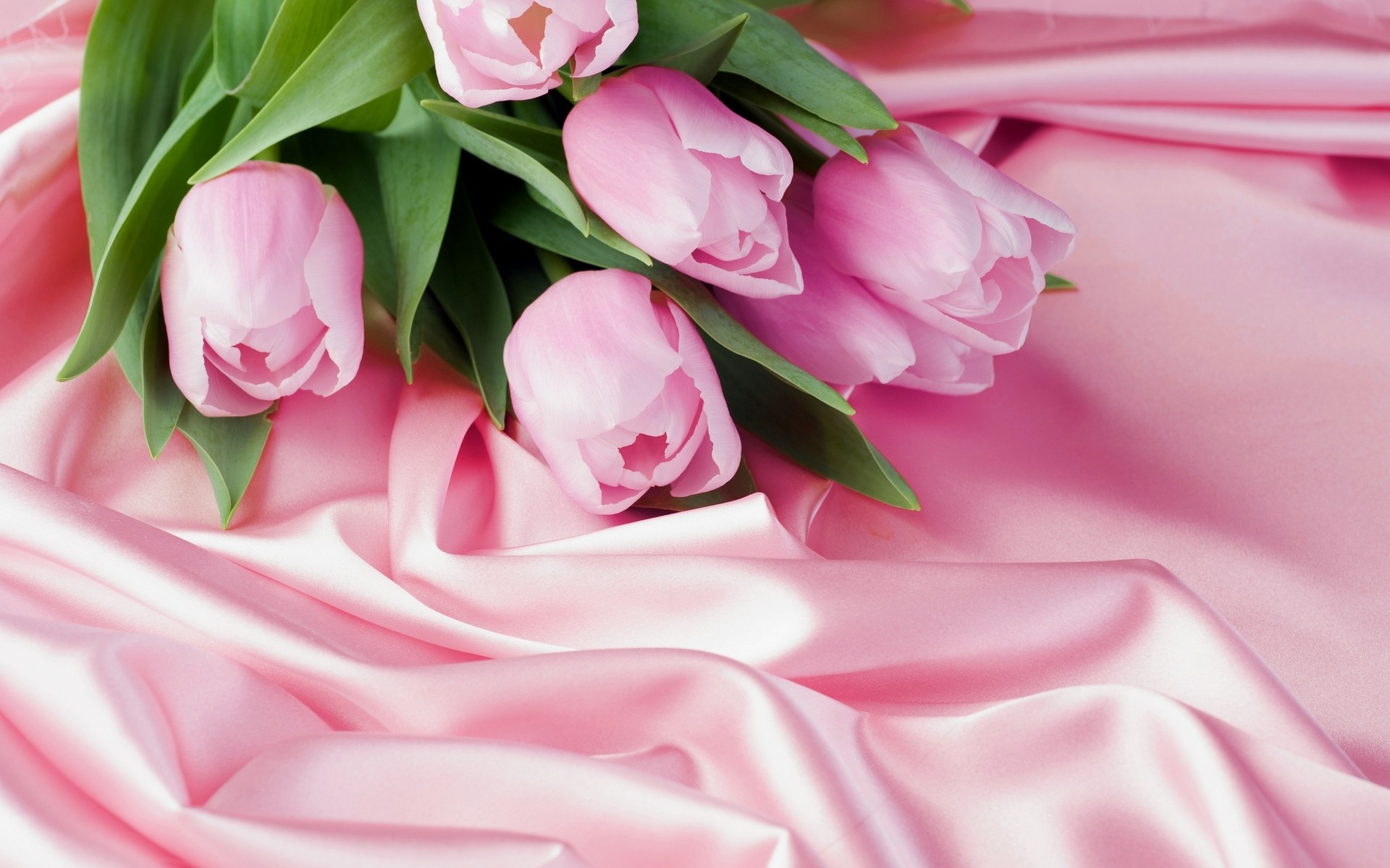 1920x1200 Pink Tulips Wallpaper 22695