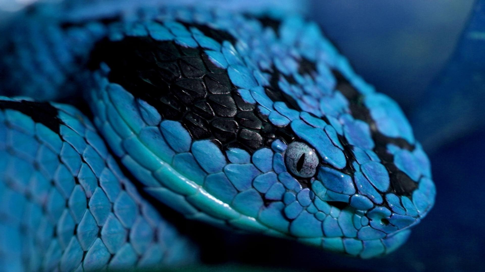 1920x1080 Digital Images Of Snakes