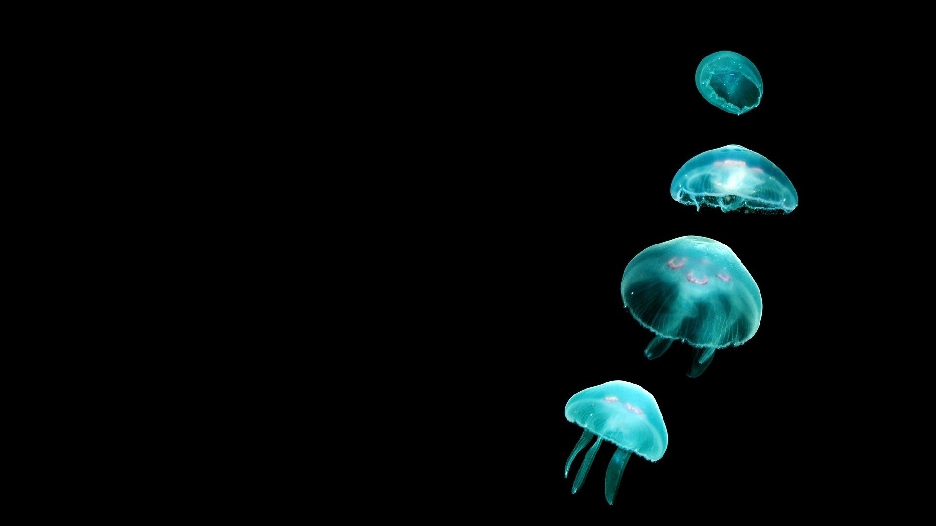 1920x1080 jellyfish, Black Background, Glowing, Animals, Simple Wallpapers HD /  Desktop and Mobile Backgrounds