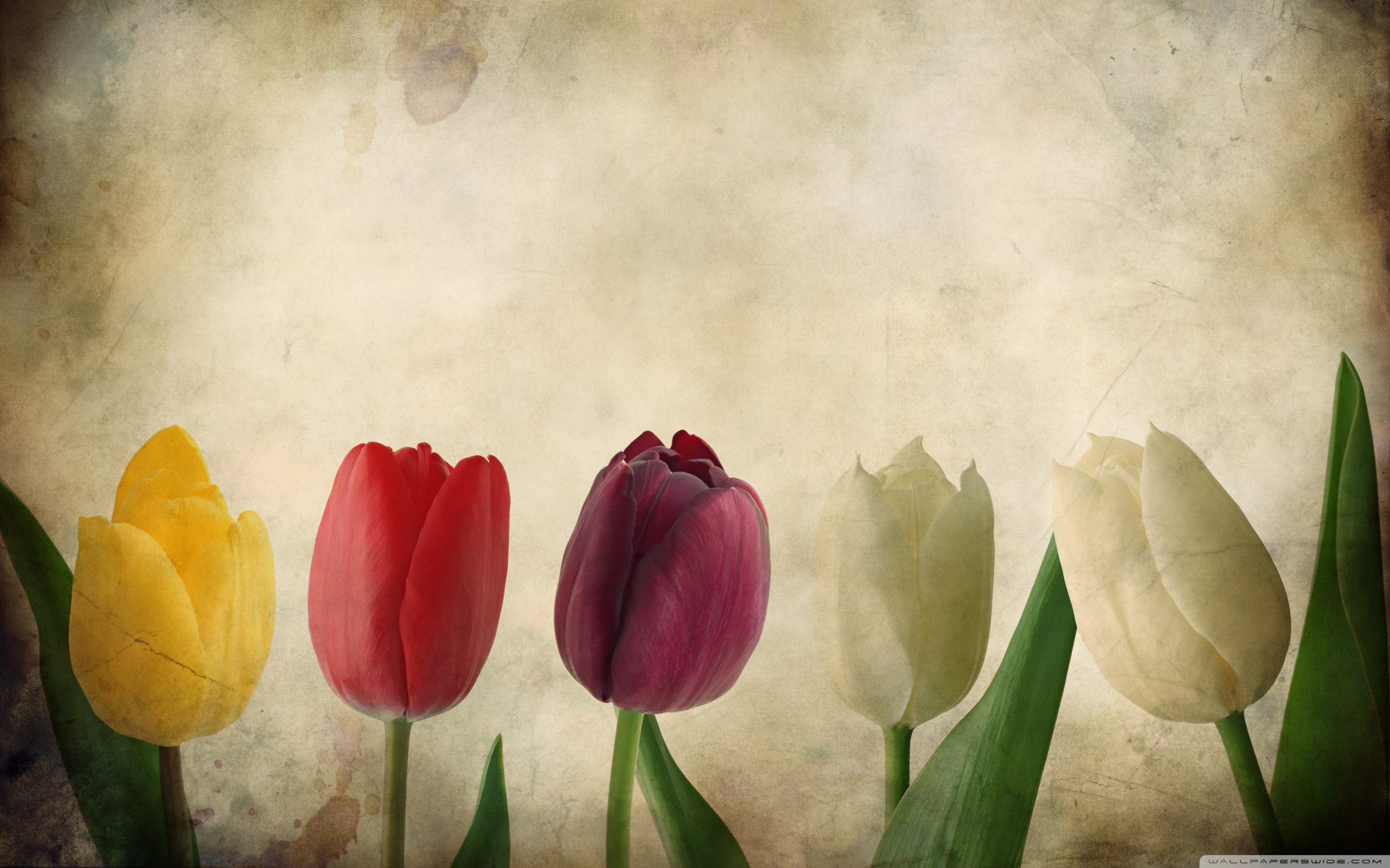 2880x1800 Gorgeous Tulips Vintage Desktop Wallpaper