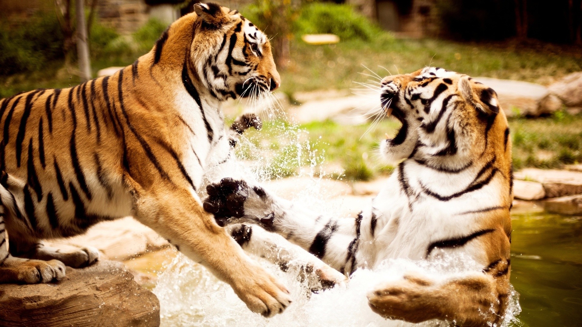 1920x1080 Download tigers playing animal wallpaper.