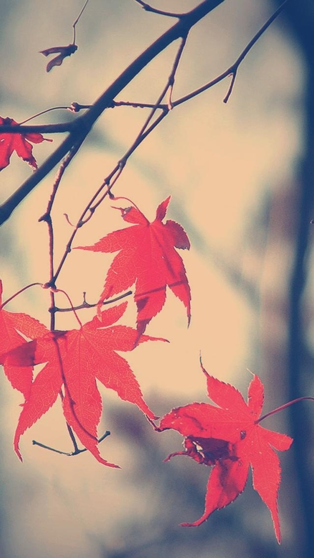 1080x1920 Autumn Romance Maple Leaf Branch #iPhone #6 #plus #wallpaper