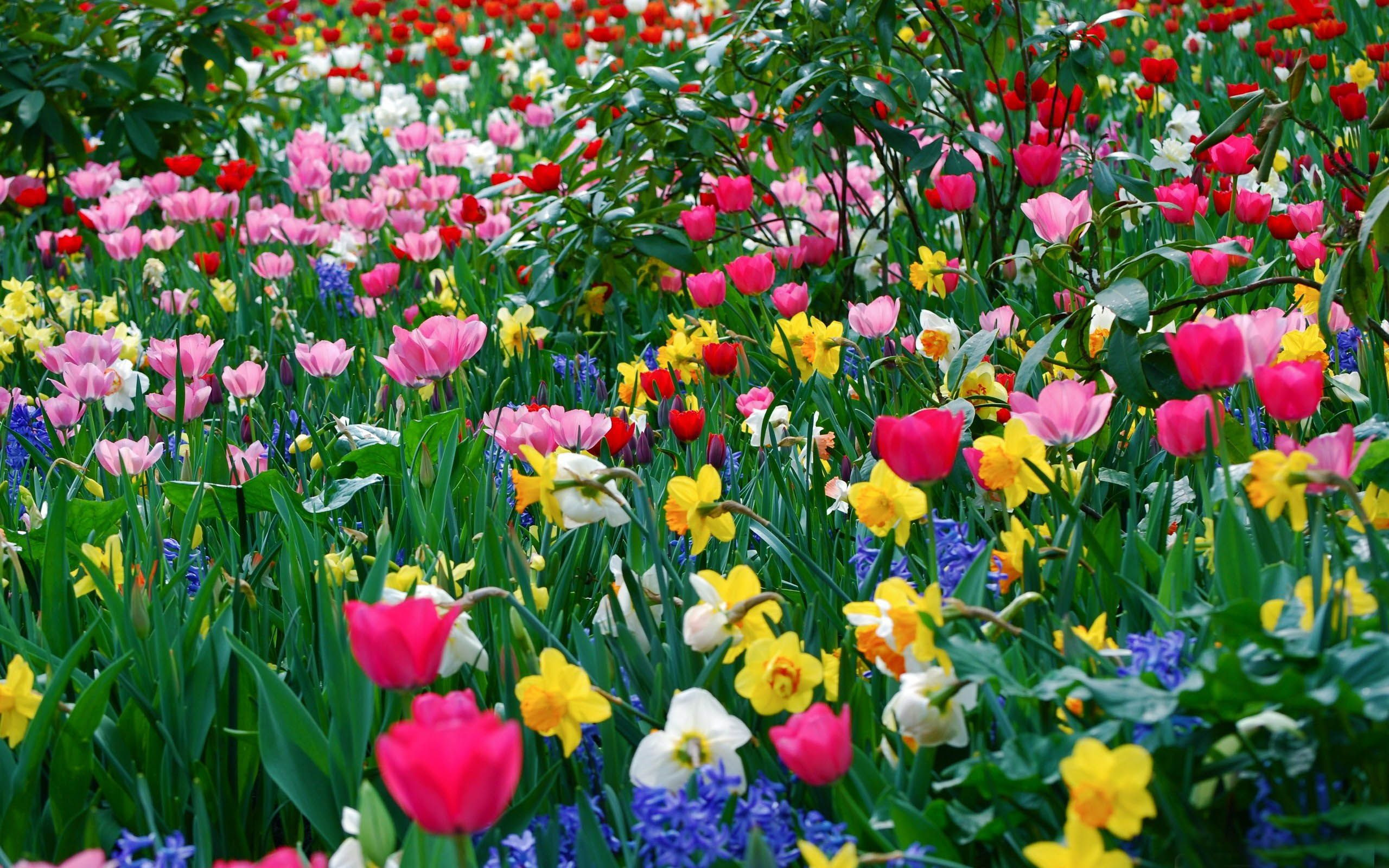 2560x1600 Google Images Spring Flowers Spring Flower Wallpaper – Google Search |  Wallpaper | Pinterest