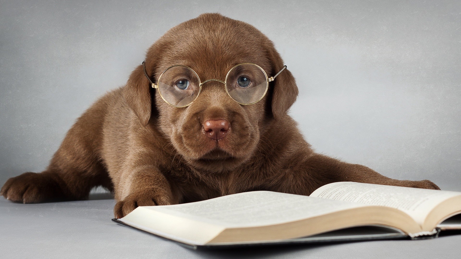 1920x1080 Labrador dog brown read a book glasses Wallpaper, Desktop Wallpapers .