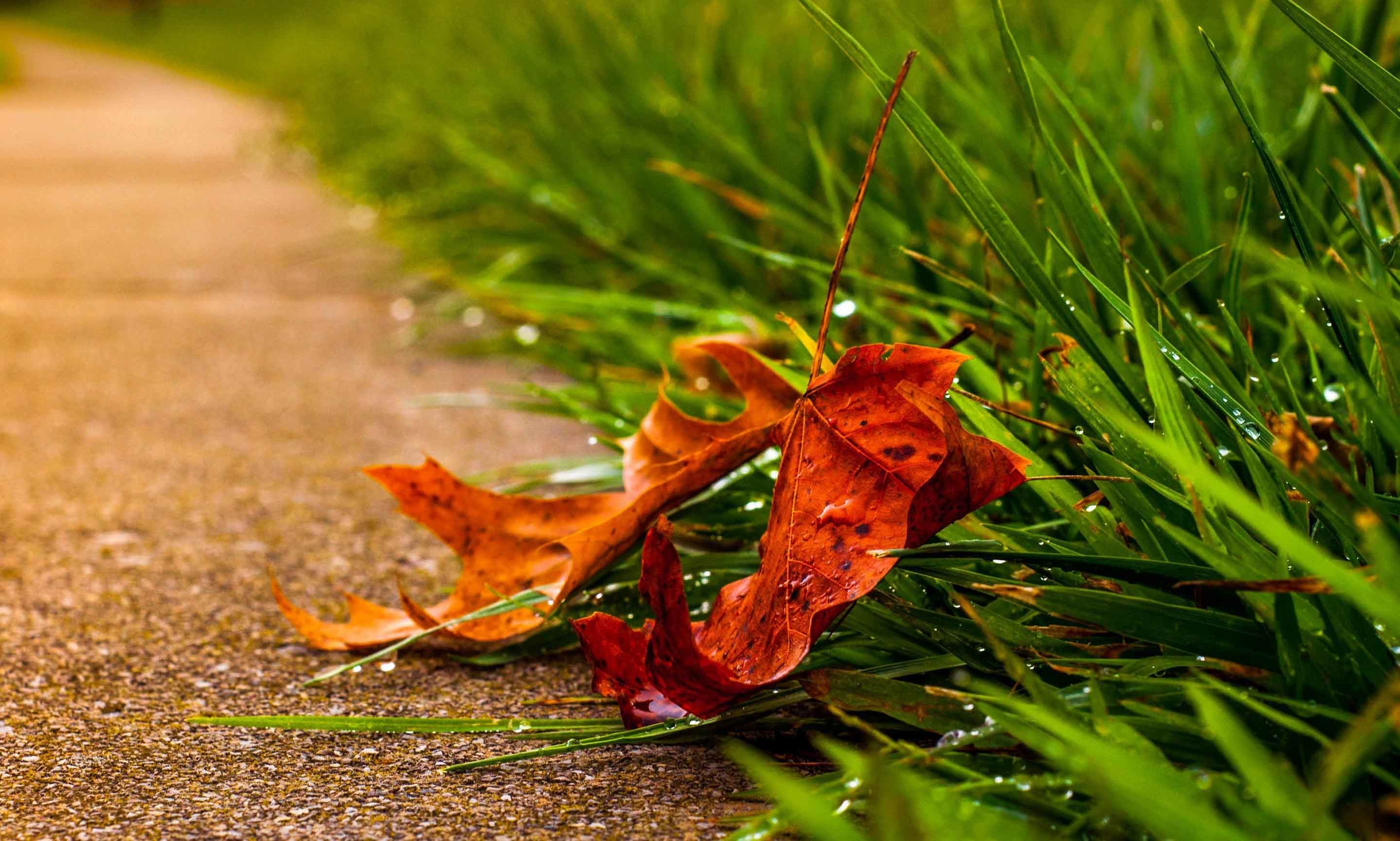 2883x1733 Leaves Splendor Path Autumn Road Leaf Nature Fall Wallpaper Desktop HD