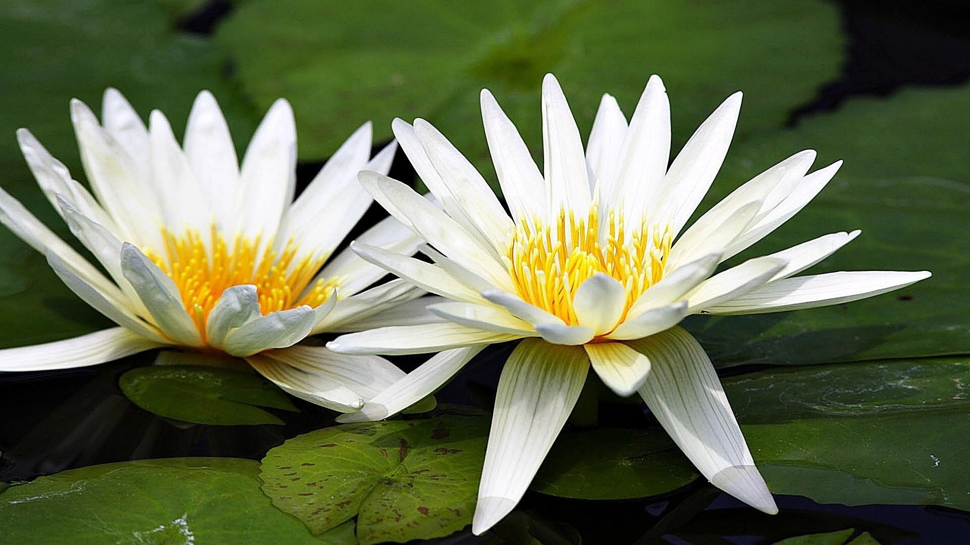 1920x1080  Wallpaper lilies, couple, water, swamp, leaves, close-up