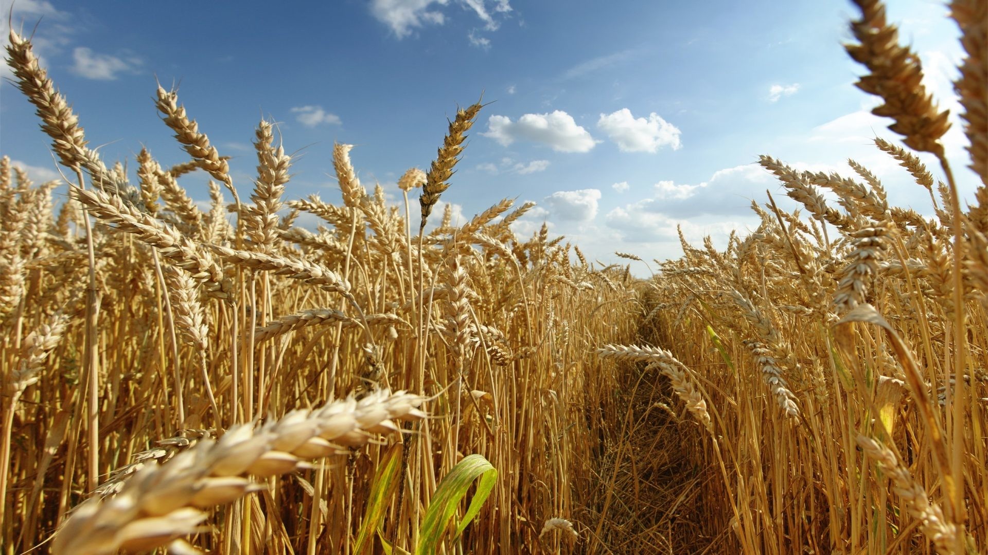1920x1080 Grain Tag - Wheat Fields Grain Nature 1080p Picture for HD 16:9 High  Definition