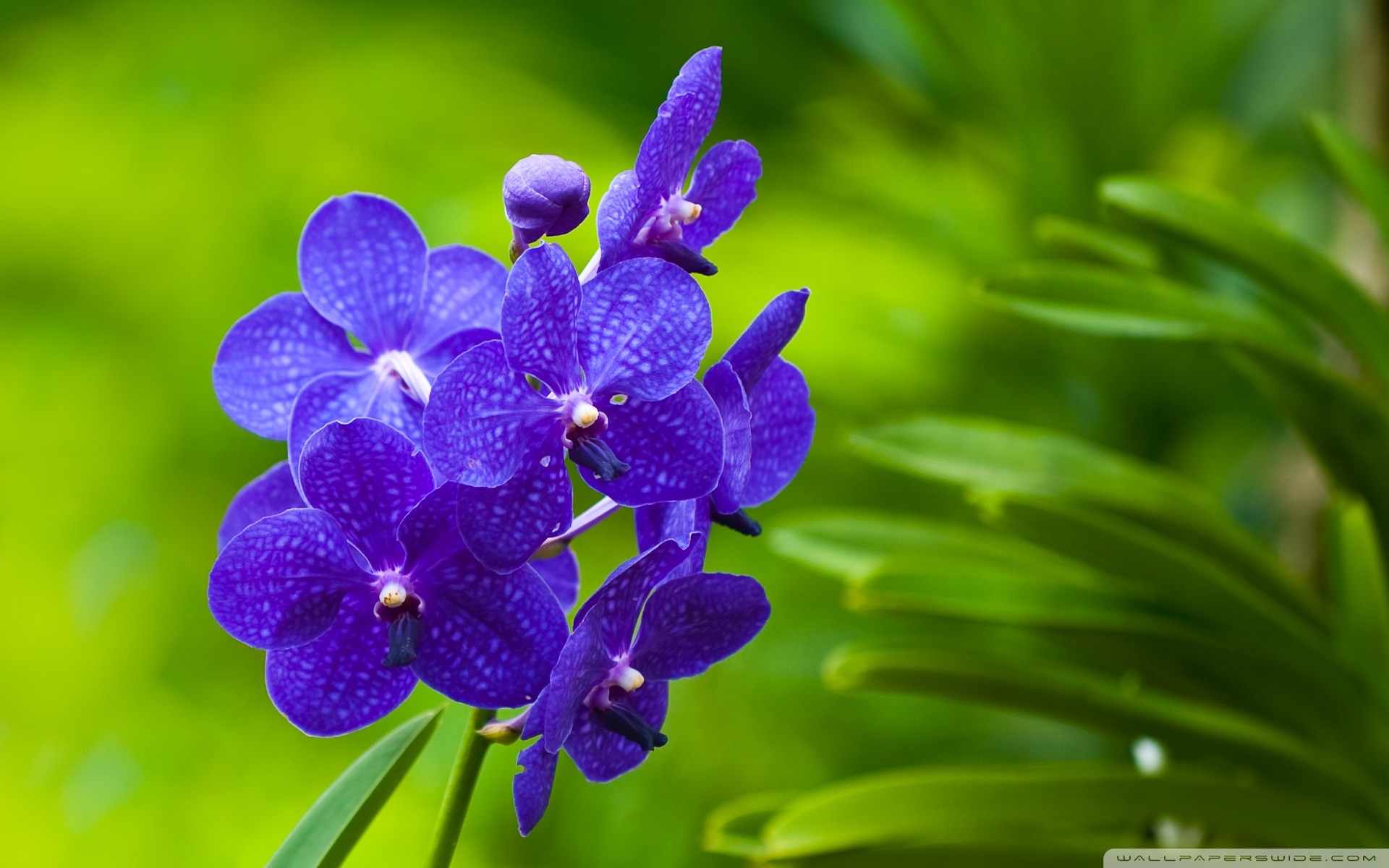 1920x1200 Blue Orchid
