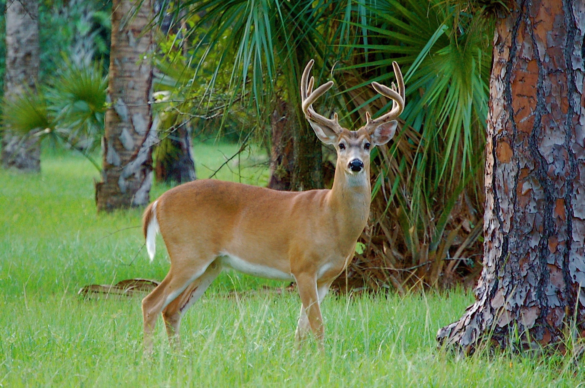 1942x1288 White-tailed Deer-Costa Rica National Animal