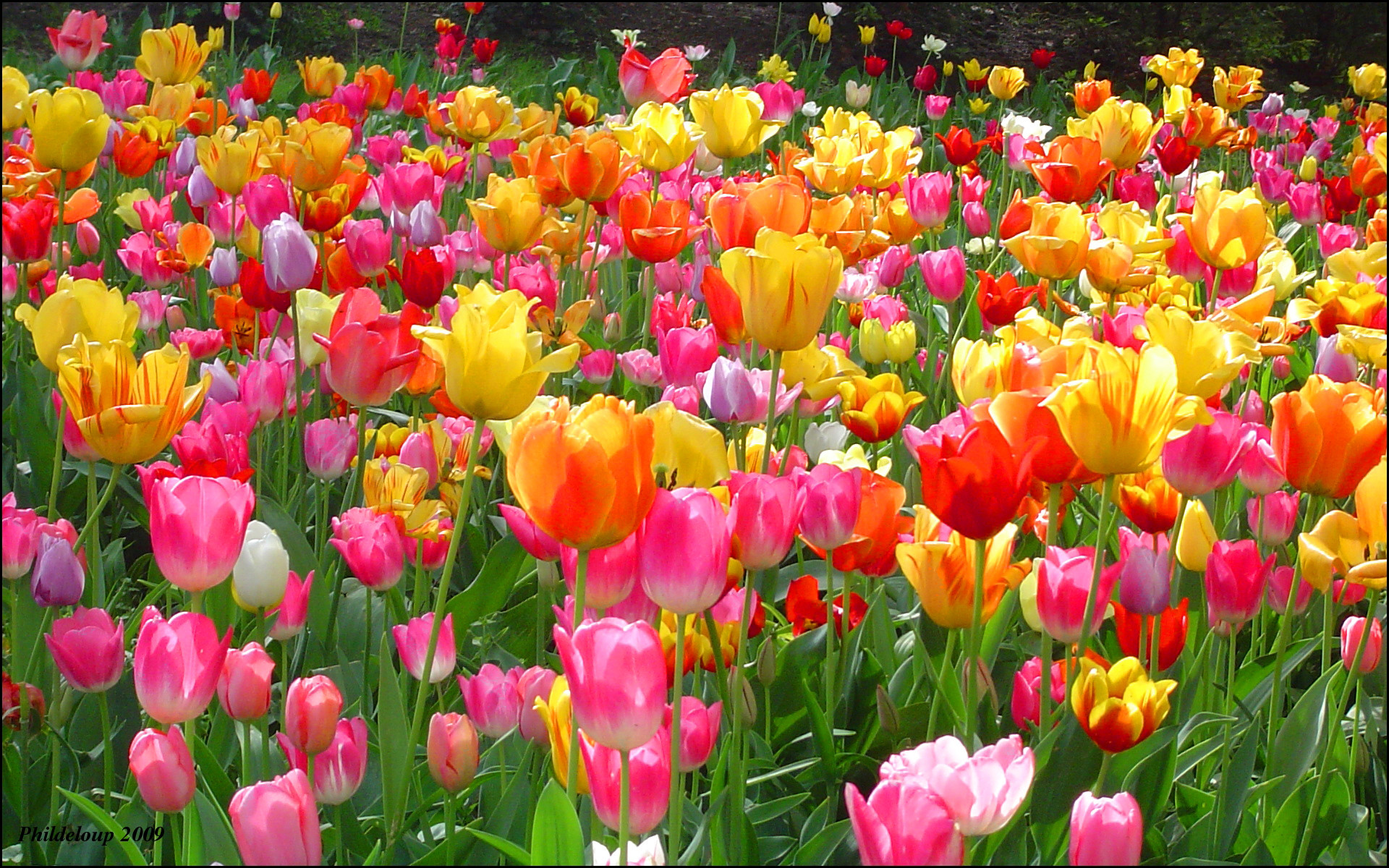 1920x1200 Tulips images Tulips HD wallpaper and background photos