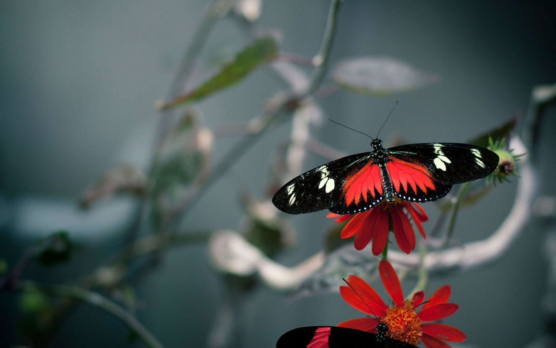1920x1200 Black and red butterfly Wallpaper #