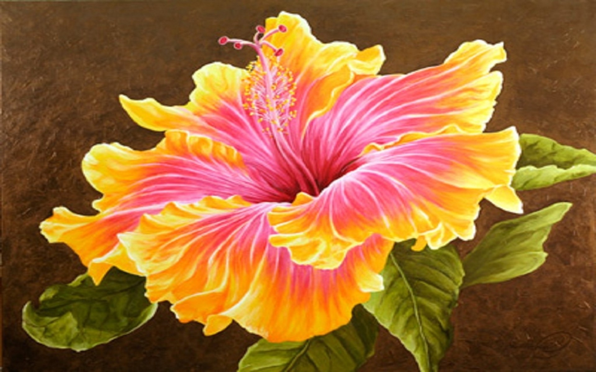 1920x1200 Image: Beautiful Hibiscus Flower wallpapers and stock photos. Â«