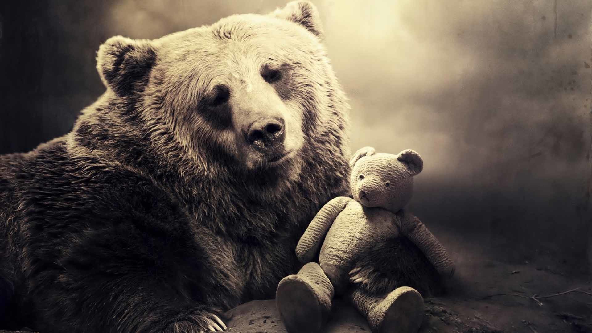 1920x1080 Animal - Bear Cute Teddy Bear Toy Wallpaper
