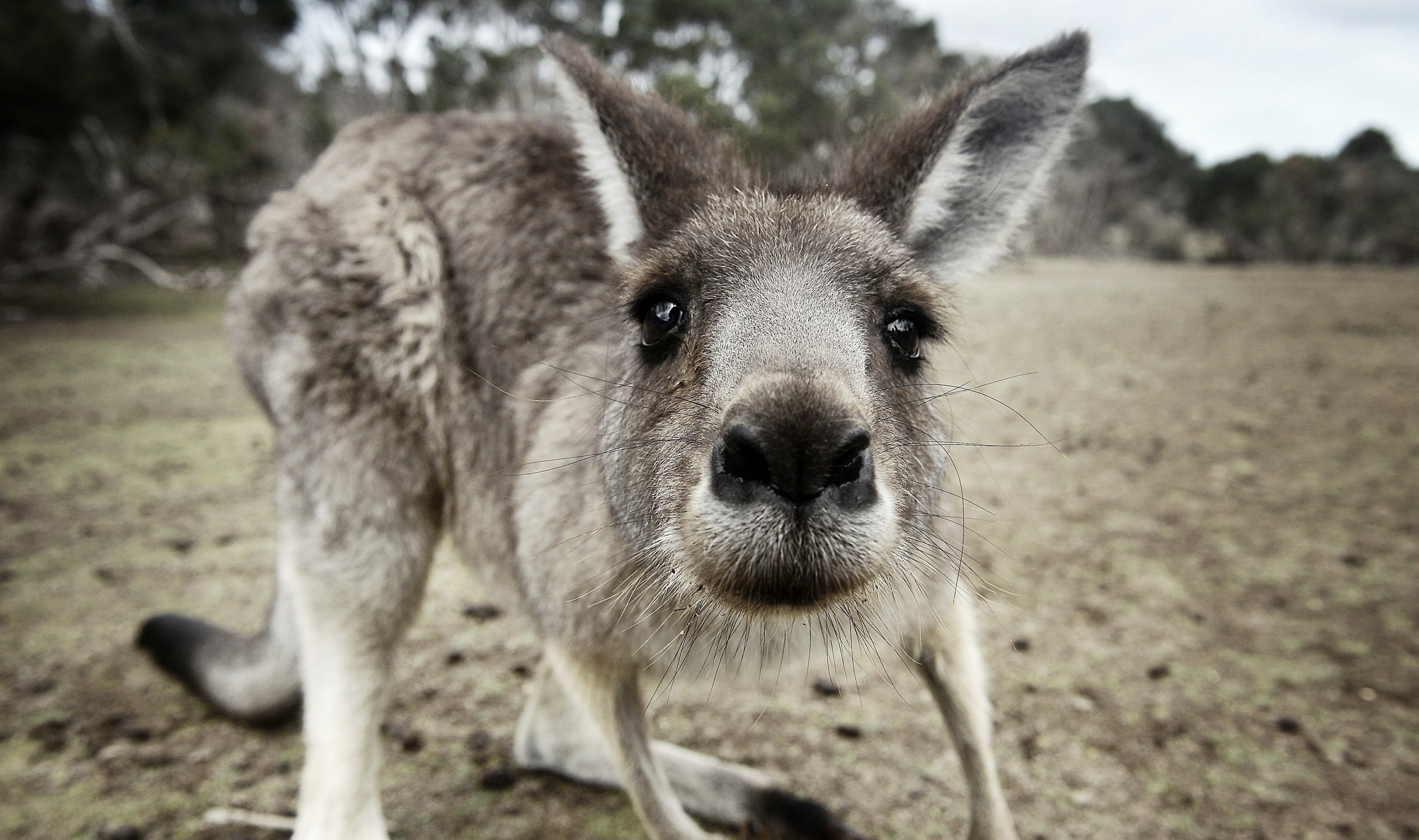 2432x1440 Image search: Kangaroo Wallpaper Australian Kangaroo Animal Wallpapers